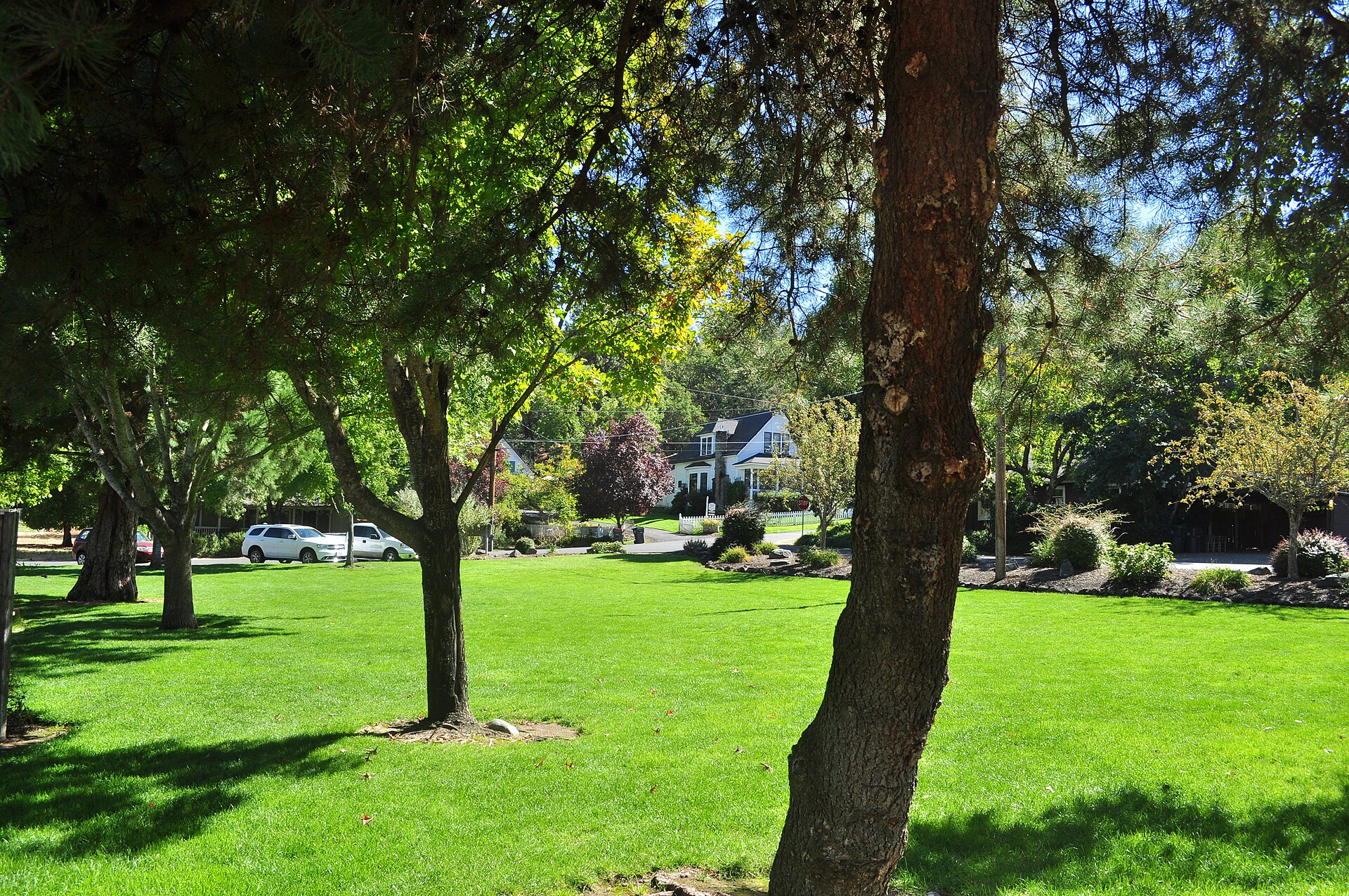 Green lawn and mature shade trees in Jacksonville's city park, with a large tree trunk in the foreground.