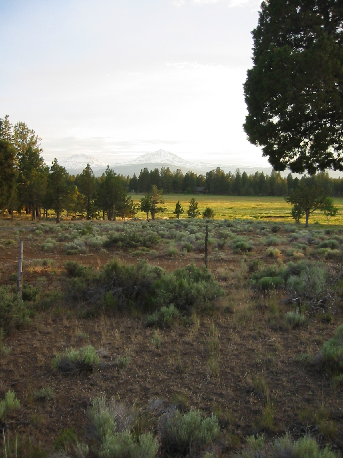 Open meadow near Sisters, Oregon, with the snow-capped Three Sisters volcanoes on the horizon