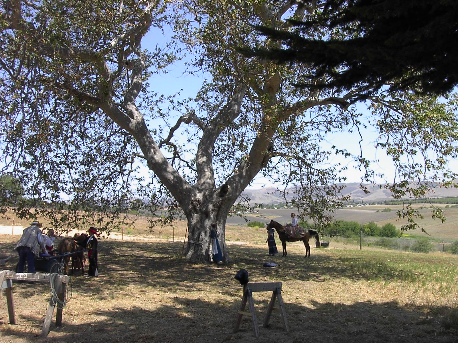 A large historic tree beside the Dana Adobe in Nipomo, California.