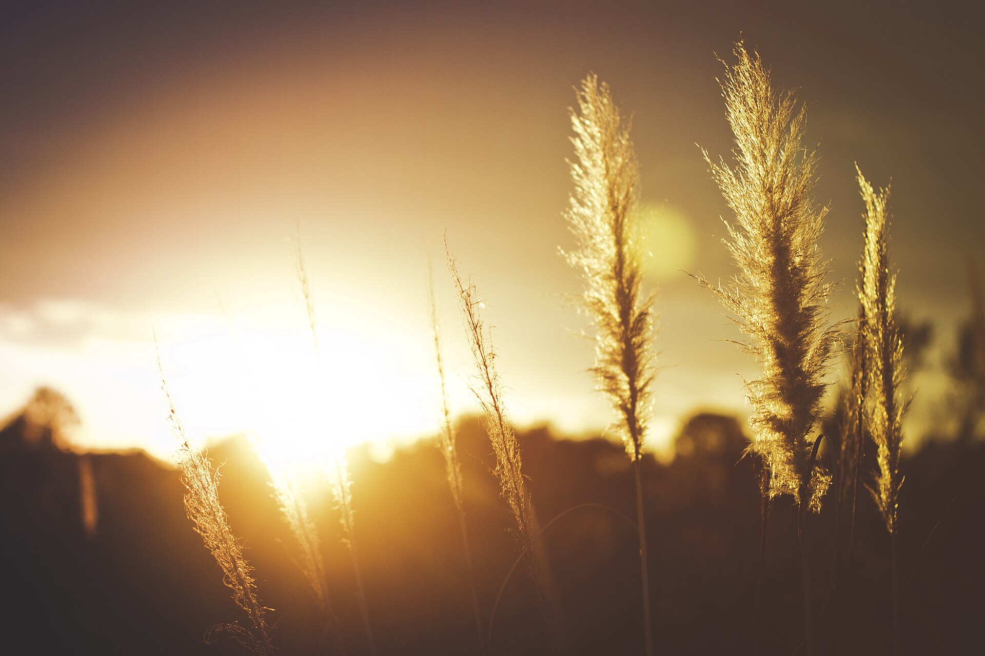 Tall grasses backlit by the setting sun.