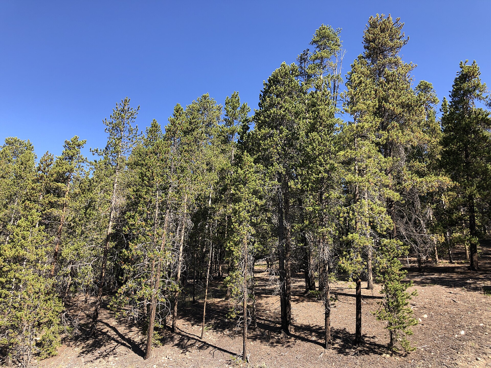 Pine forest in Leadville North Colorado