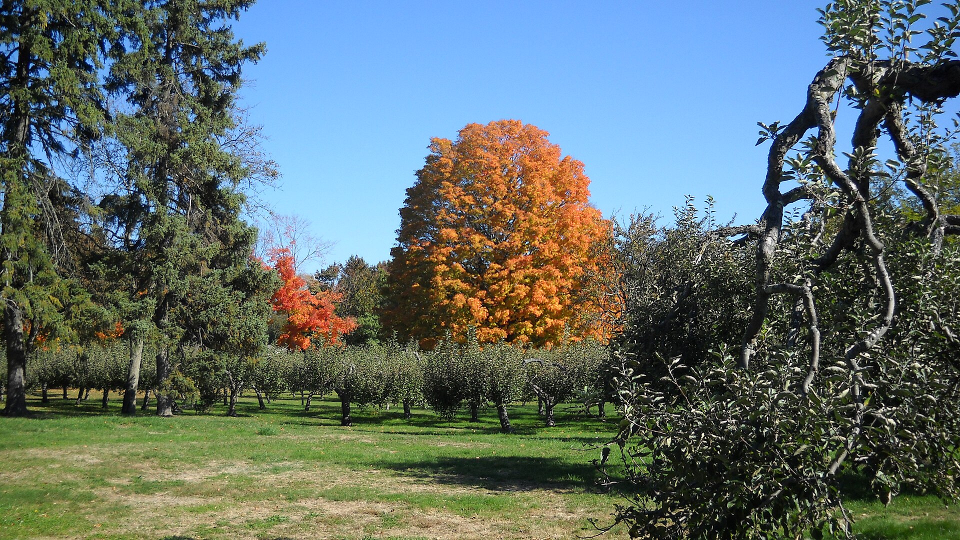 A sugar maple in autumn at Abraham Nichols Park in Trumbull.