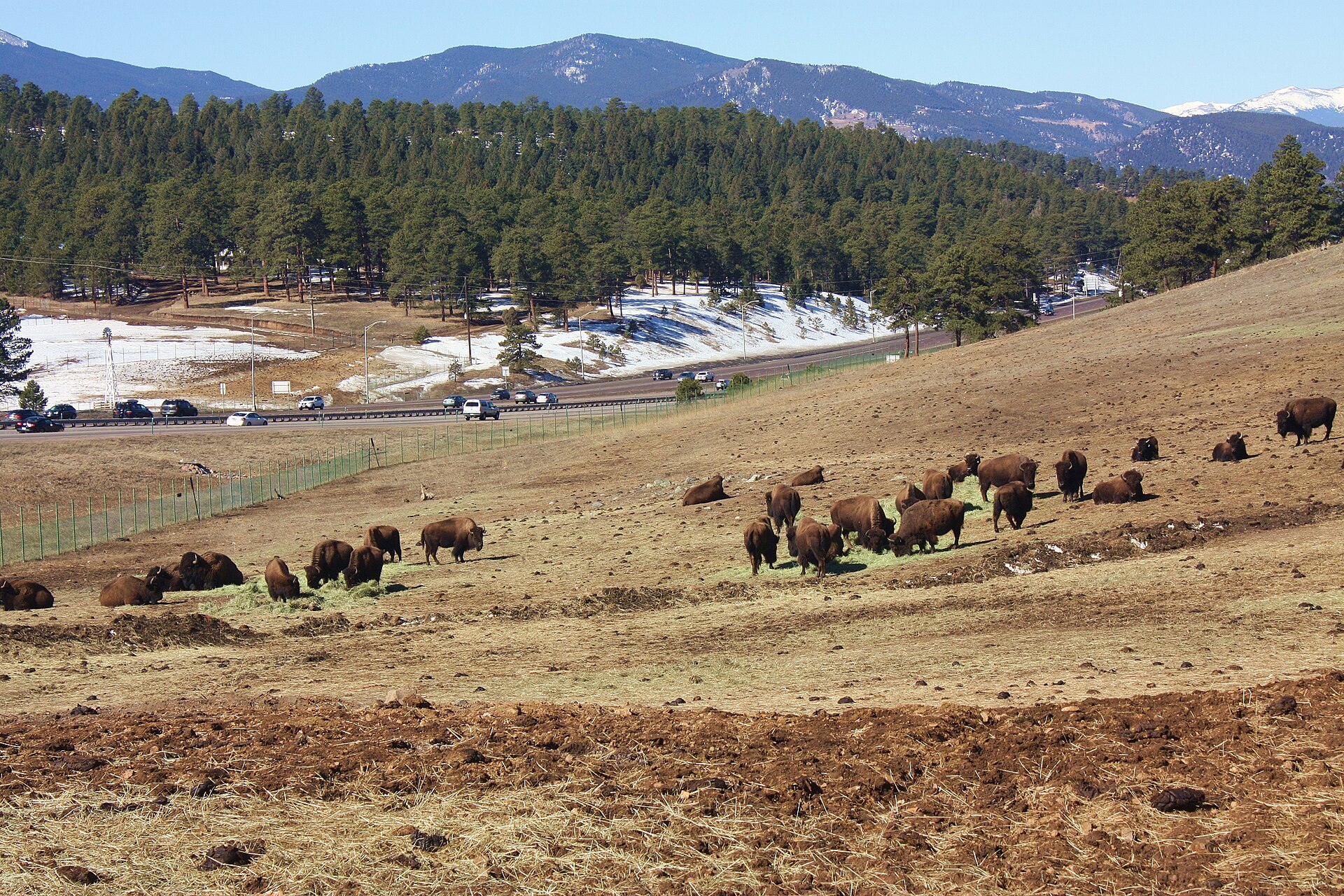Herd of American Bison (Bison bison) at Genesee Park, in <a href="https://en.wikipedia.org/wiki/Jefferson_C