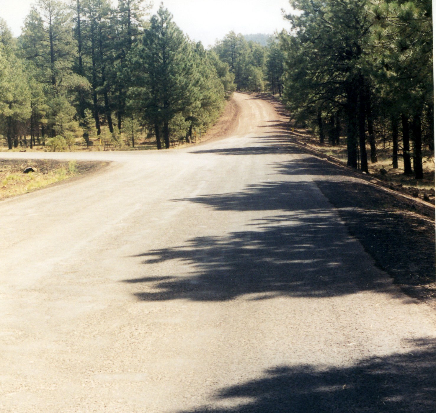 Ponderosa pines along Old Route 66 near Parks, Arizona