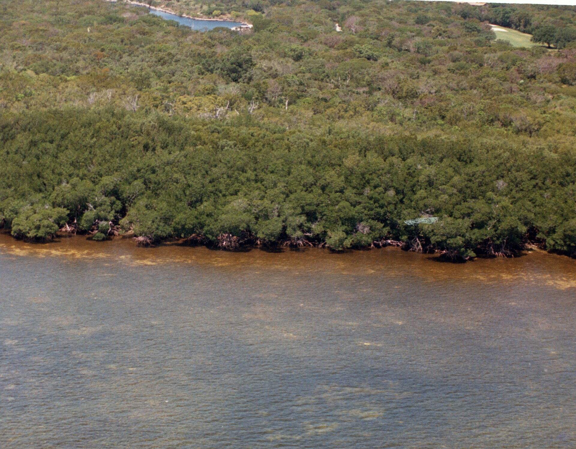 An aerial view of dense green mangrove shoreline meeting shallow coastal water.