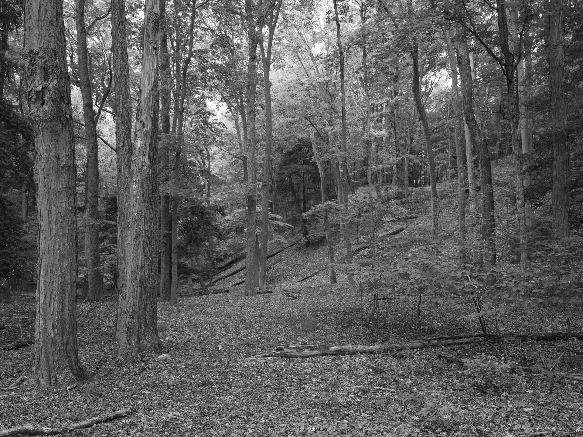 Dunes at Saugatuck Dunes State Park, Michigan