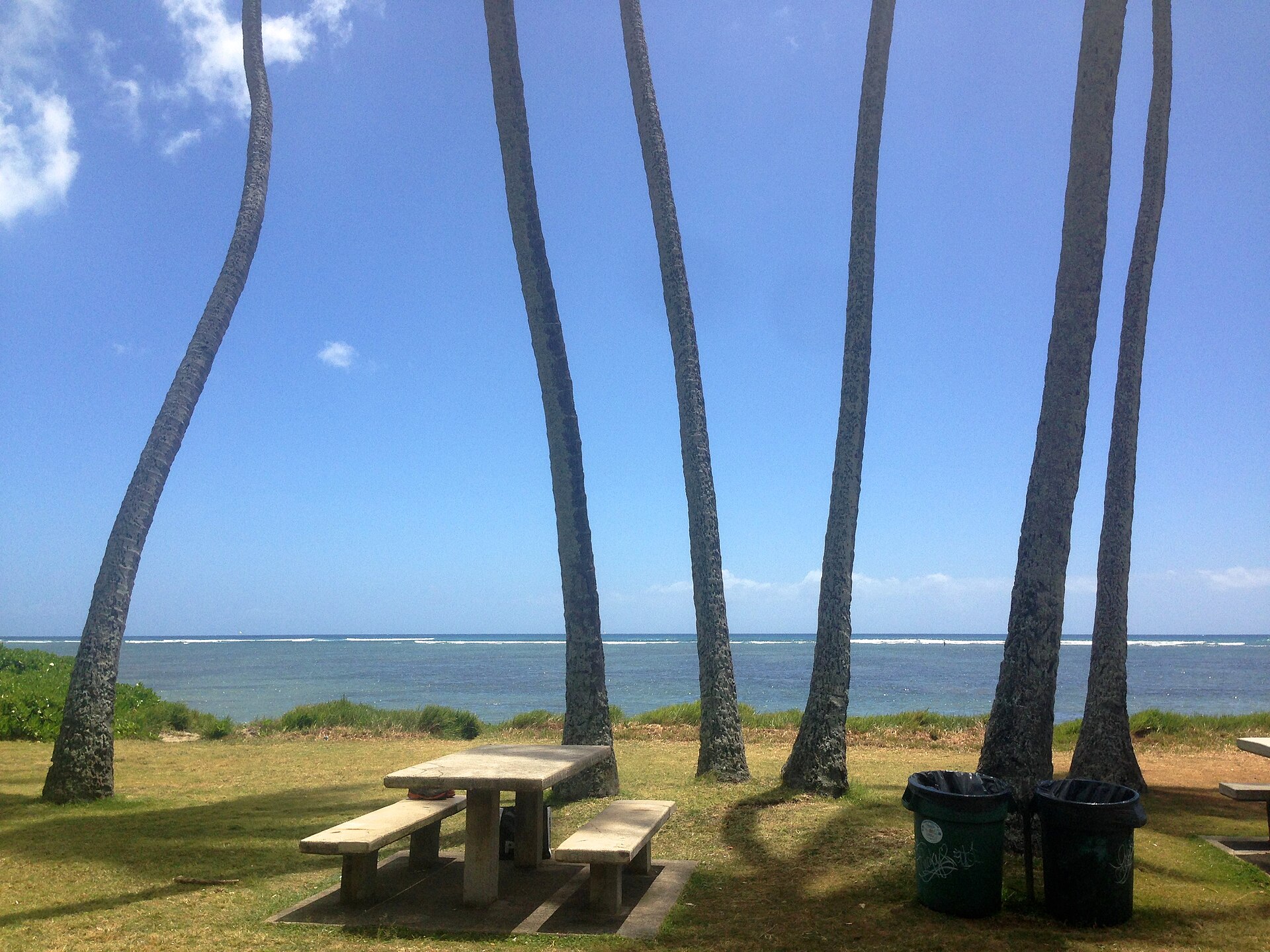A picnic table under tall palm trees on a grassy beach park with the ocean beyond.