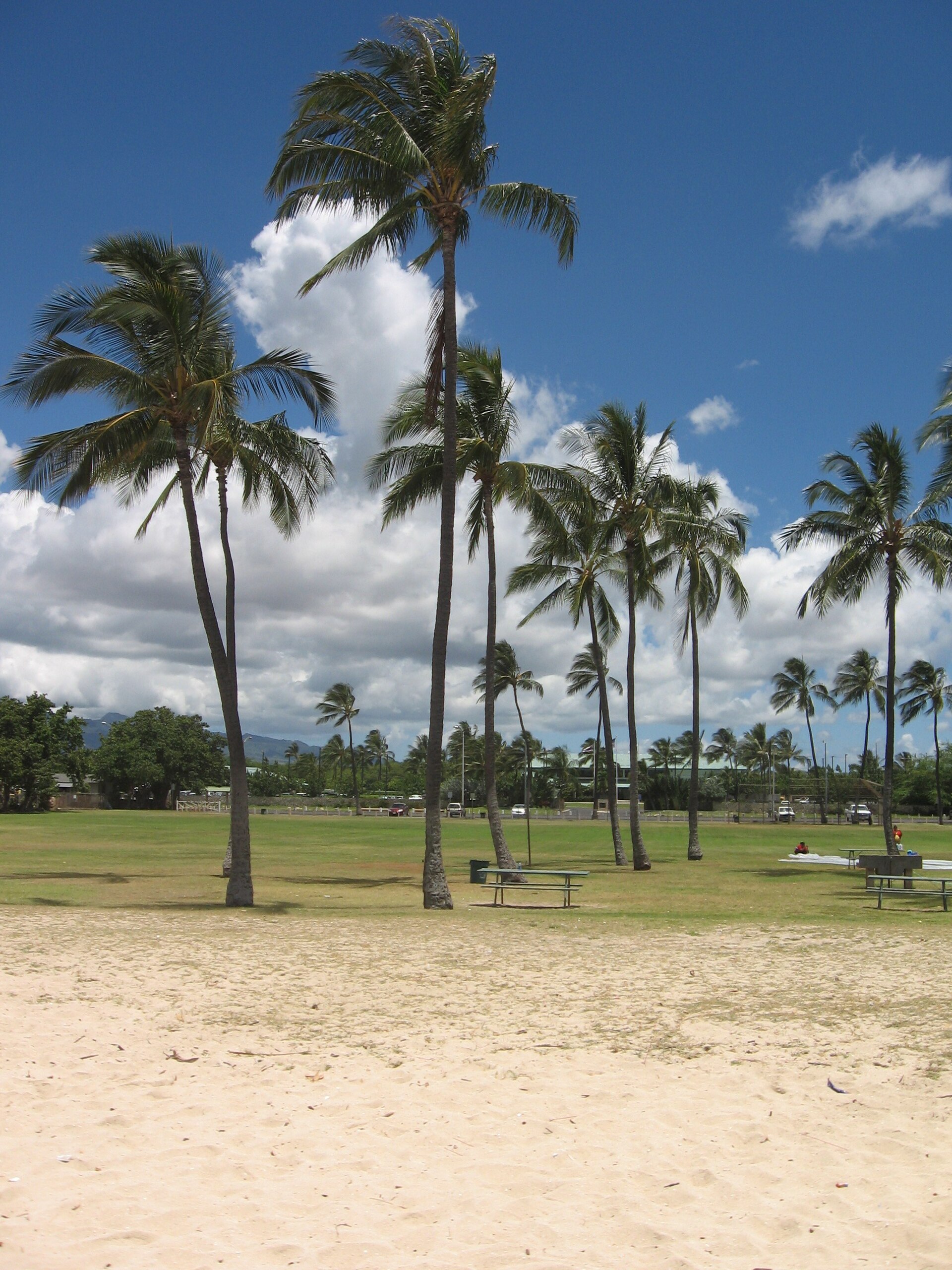 Tall palm trees on a sandy beach with green grass behind them.