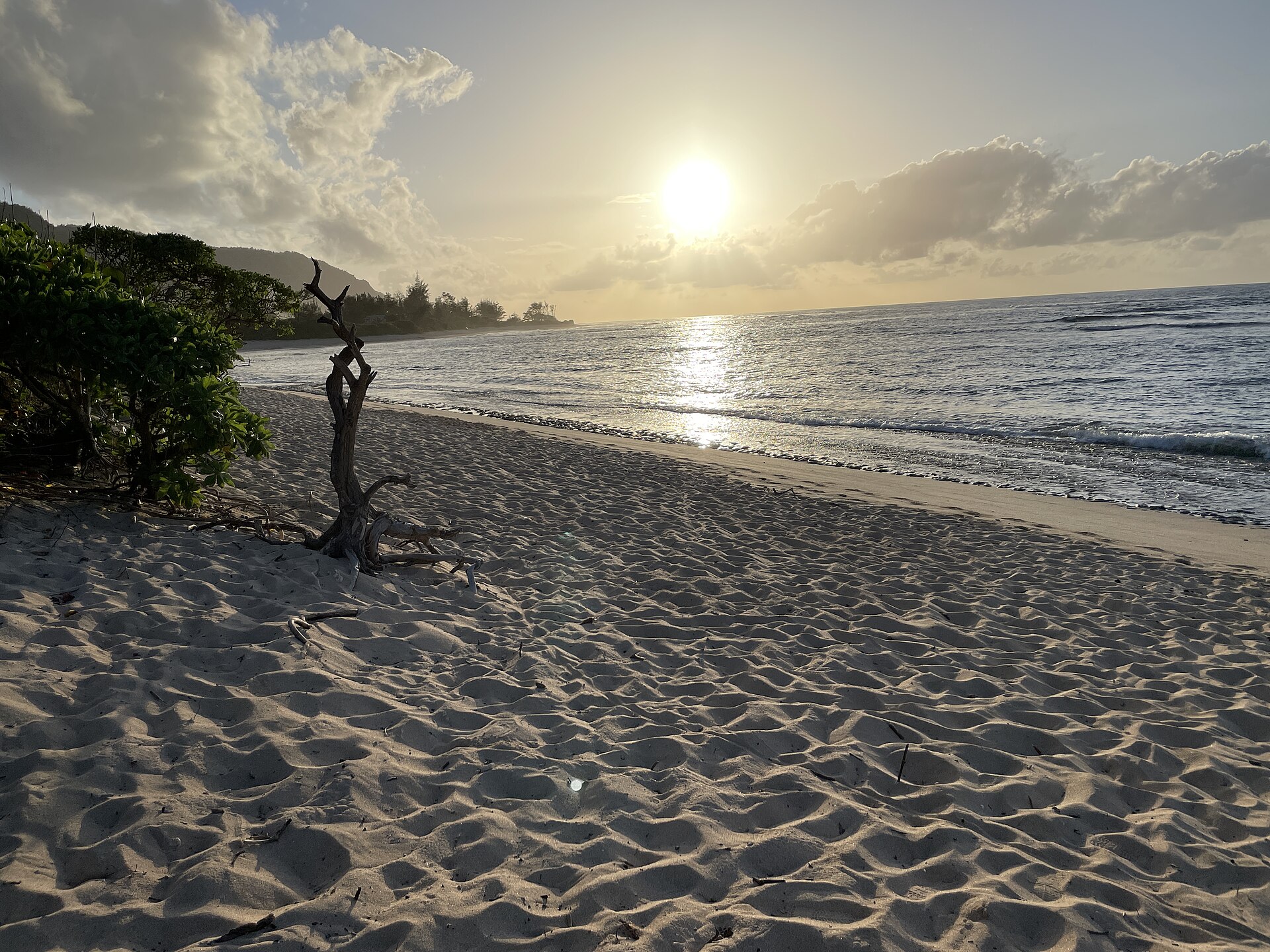 A sandy beach at sunset with gentle waves, a leaning dead tree, and the sun low over the ocean.