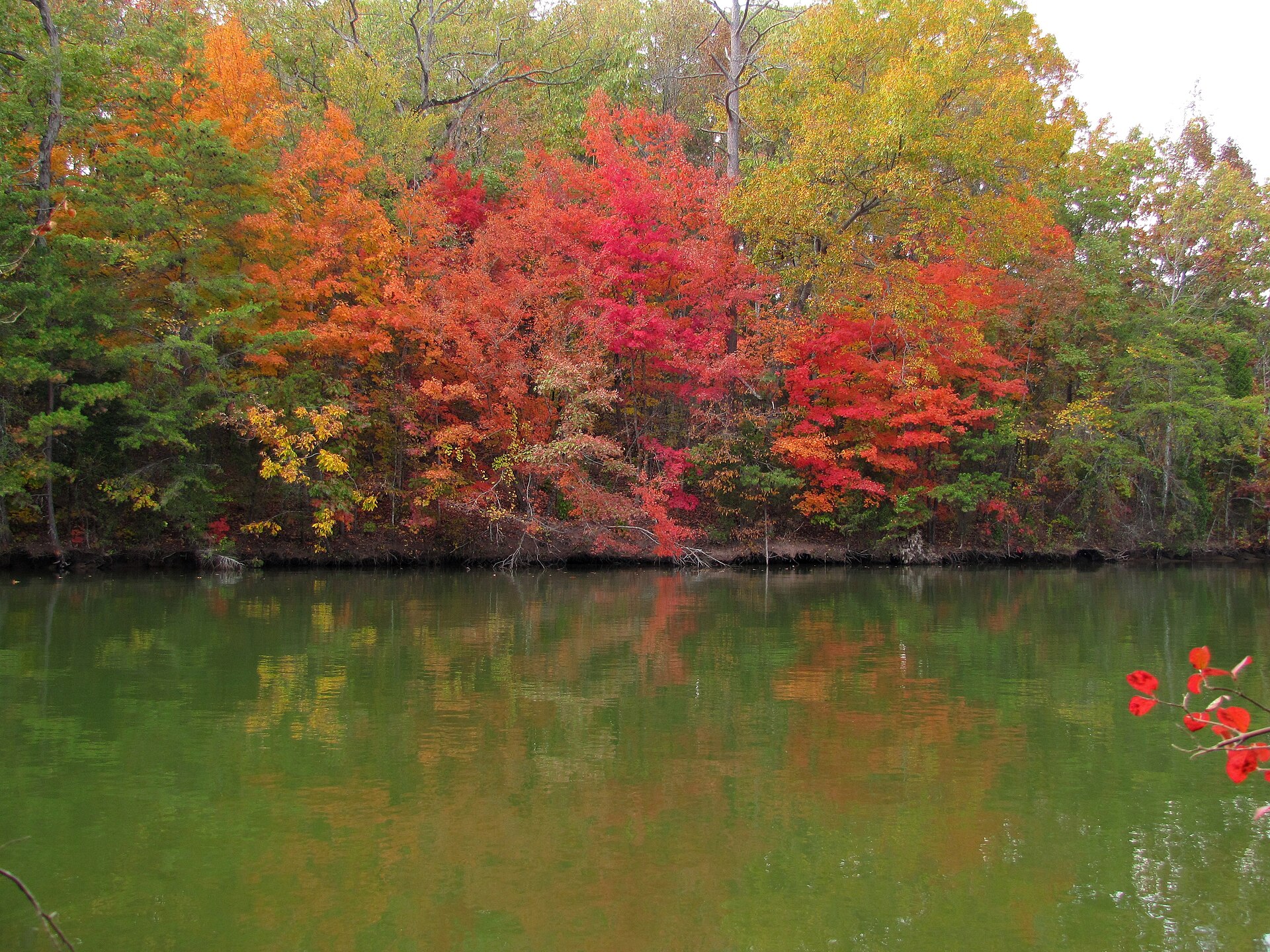 Fall foliage in red and orange along the shores of Tellico Lake Tennessee near Rarity Bay.