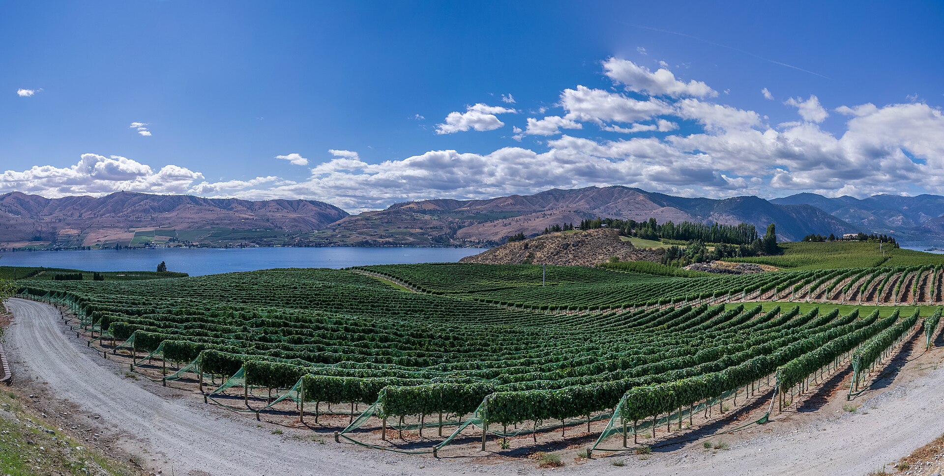 Green vineyard rows curving along a hillside with a lake and mountains in the distance.