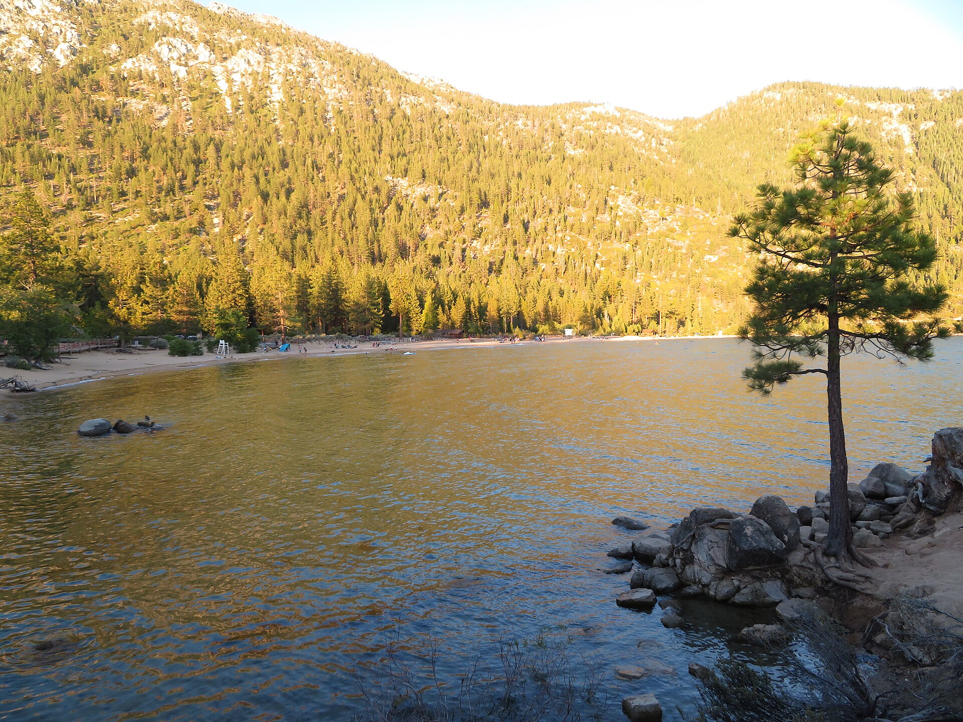 A sandy beach curving along clear blue water with a lone pine on rocks and forested mountains behind.