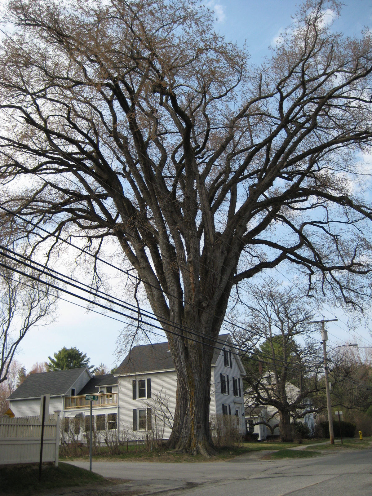 A massive American elm tree named Herbie towering over a residential street in Yarmouth, Maine.