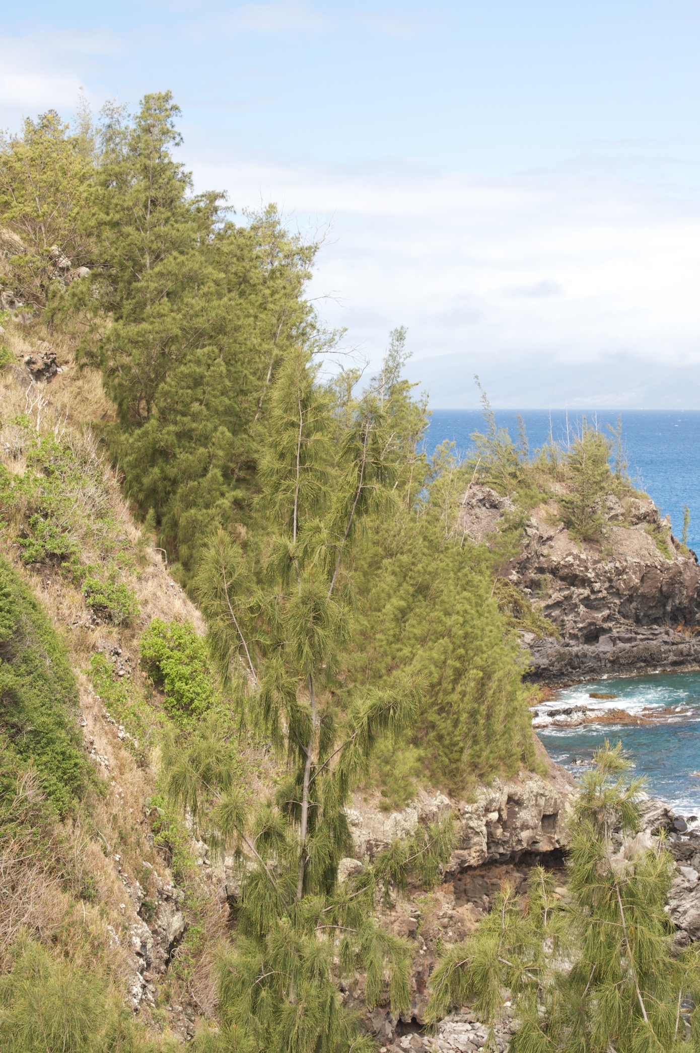 Tall ironwood trees on a rocky cliff with blue ocean and a rocky point beyond.