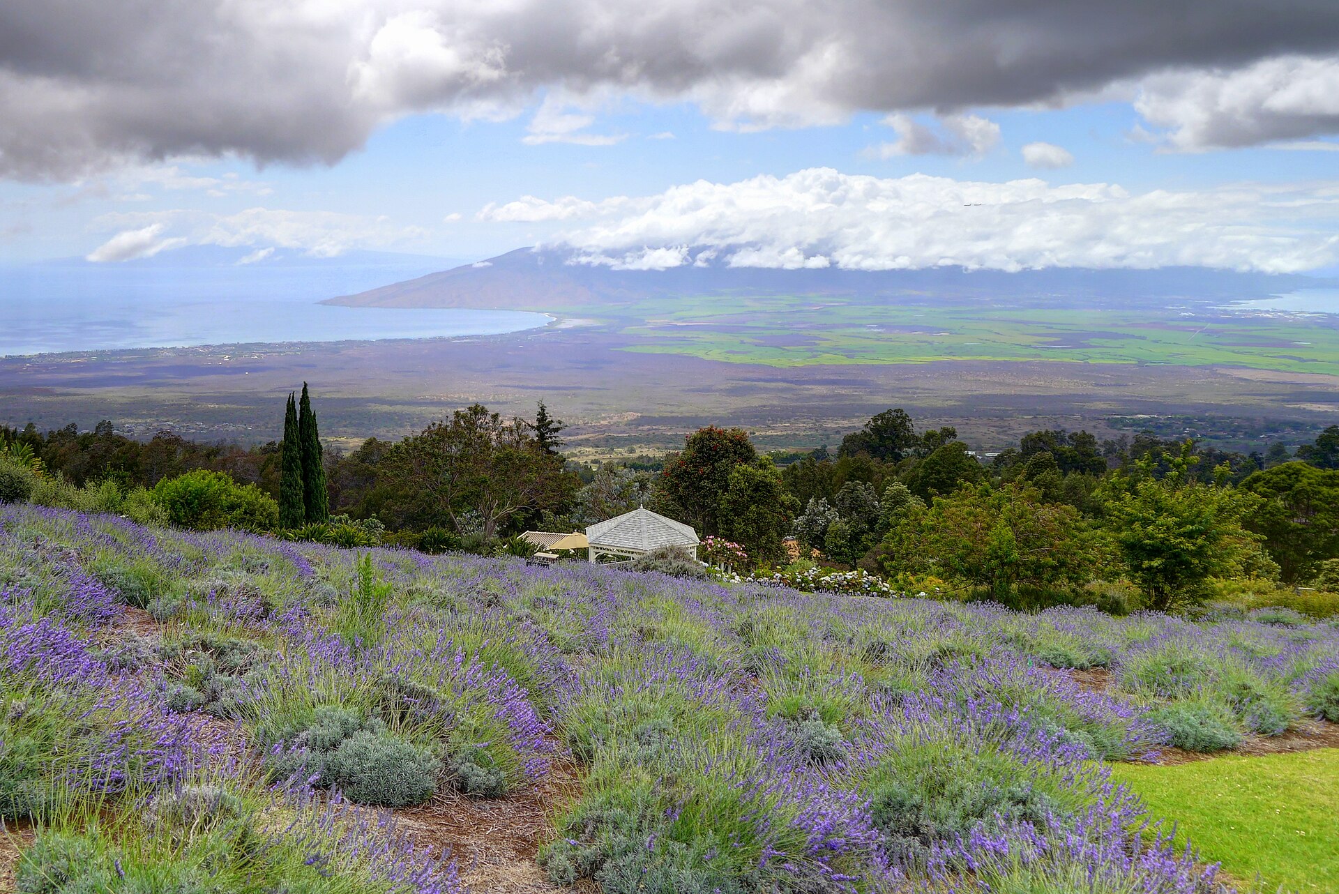 Rows of purple lavender bushes on a hillside overlooking the ocean and distant island.