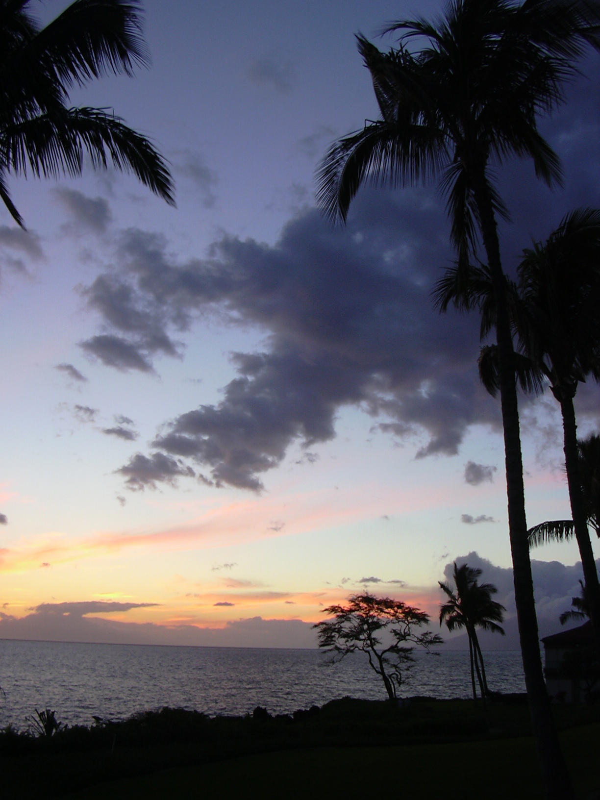 Palm silhouettes against a pink and purple sunset sky over the ocean.