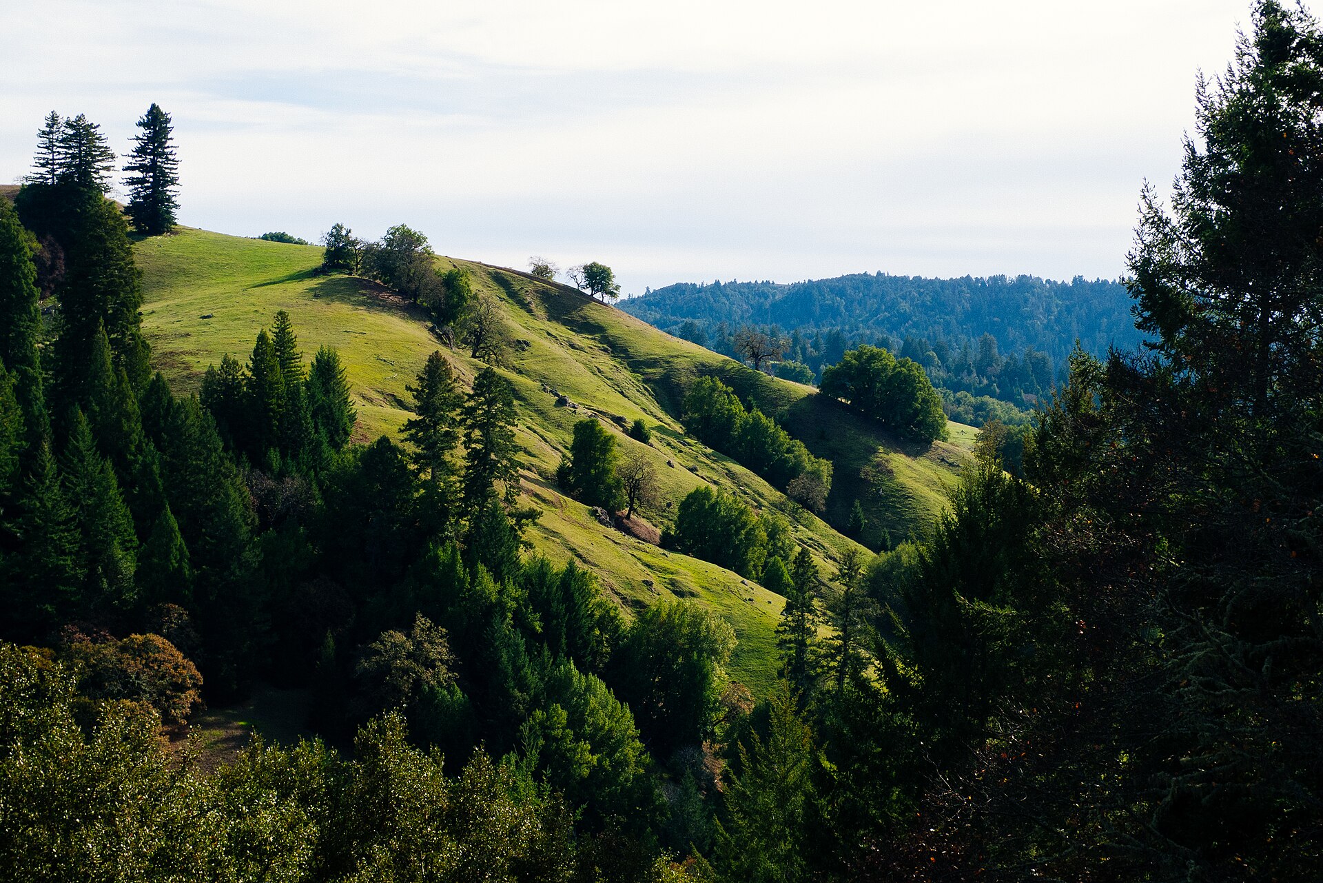Rolling green hills with redwood trees around Cazadero California.