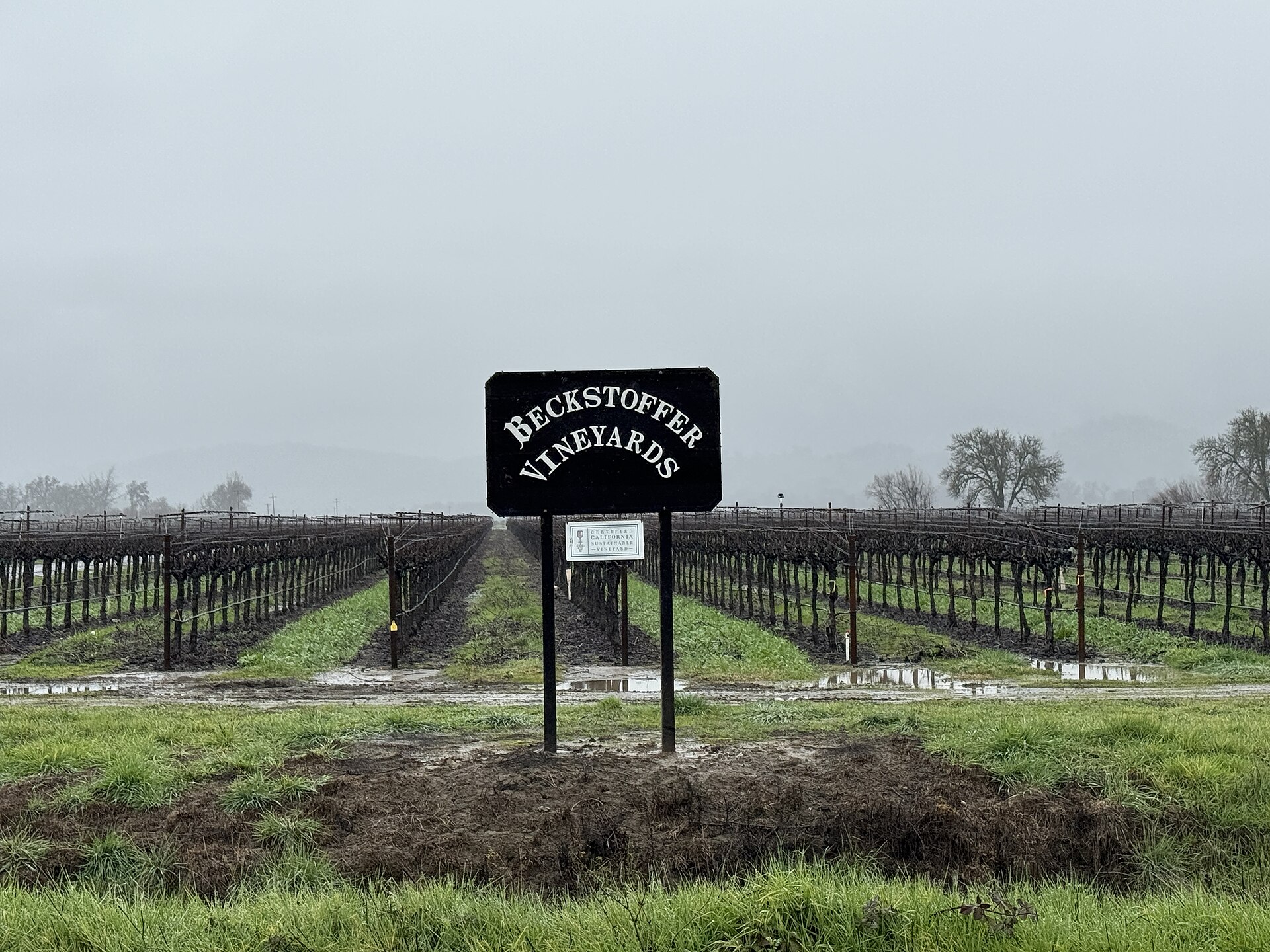 Rows of grapevines at Hopland Ranch Vineyard in Hopland, California, with a vineyard sign in the foreground.