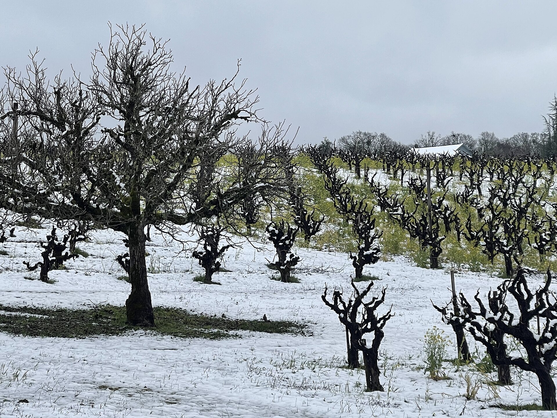 A vineyard in Redwood Valley, California, with snow-dusted vines