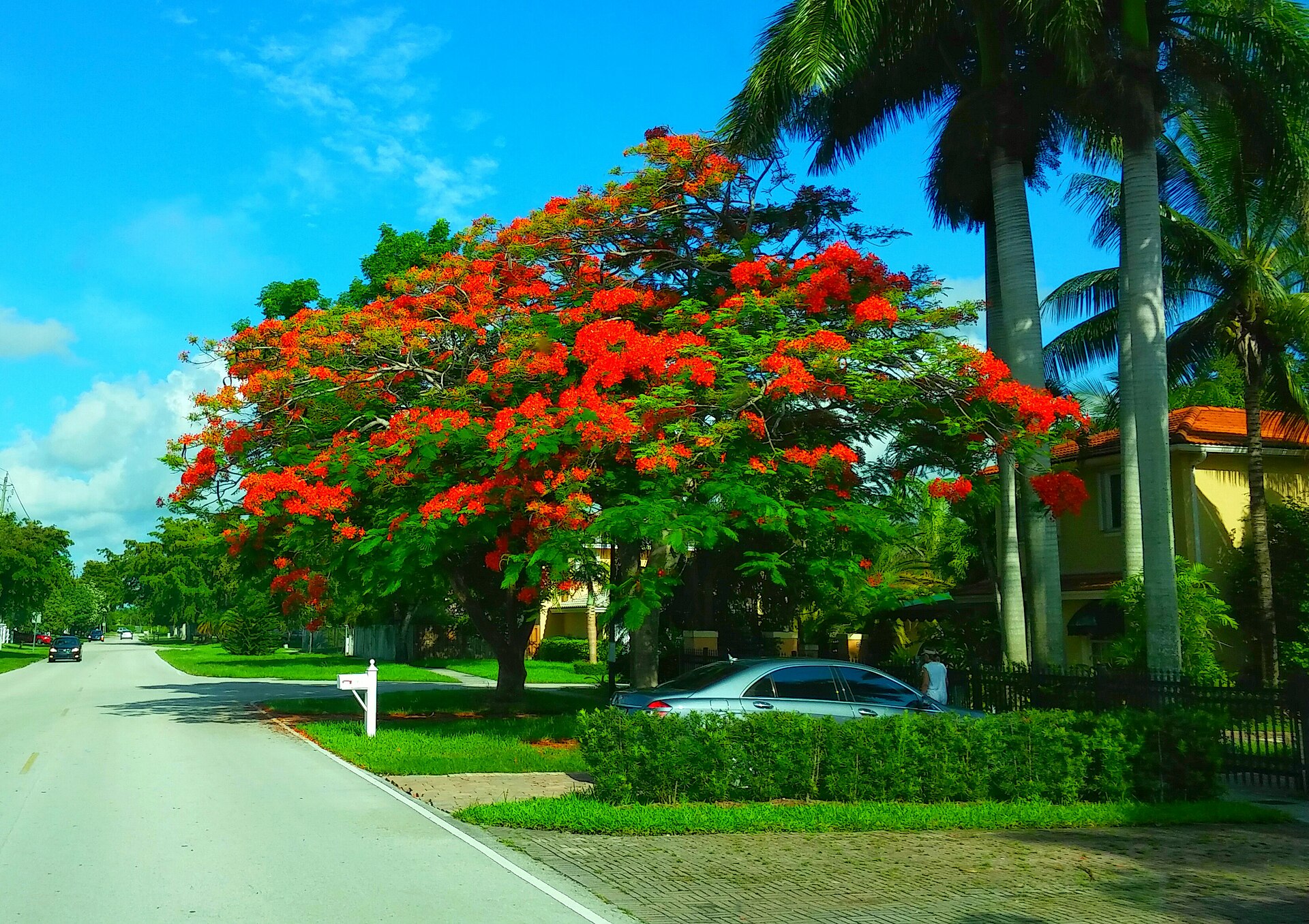 A residential street in Country Walk Florida with a flowering royal poinciana tree.