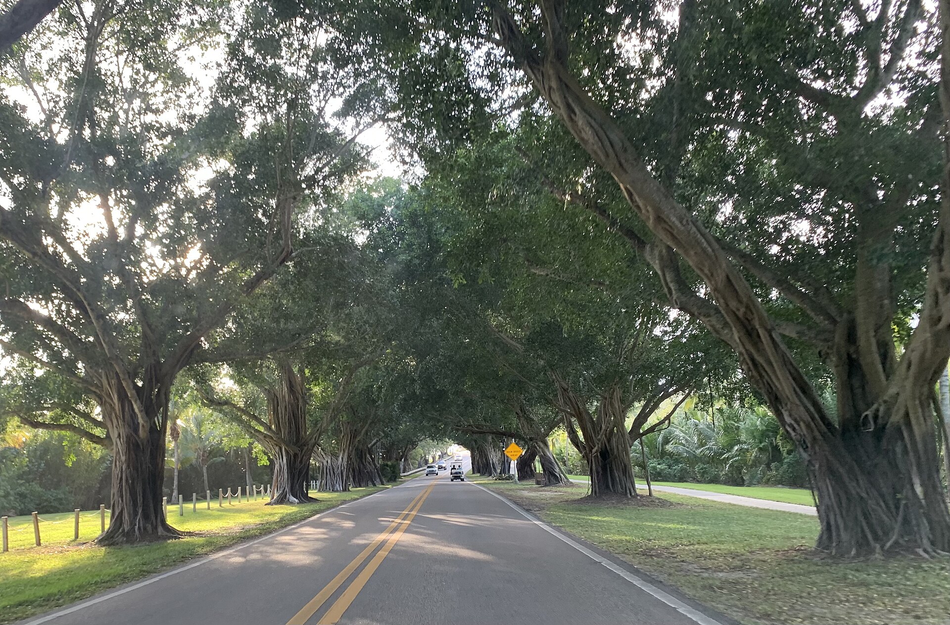 A quiet road tunneling beneath massive banyan trees on Jupiter Island.