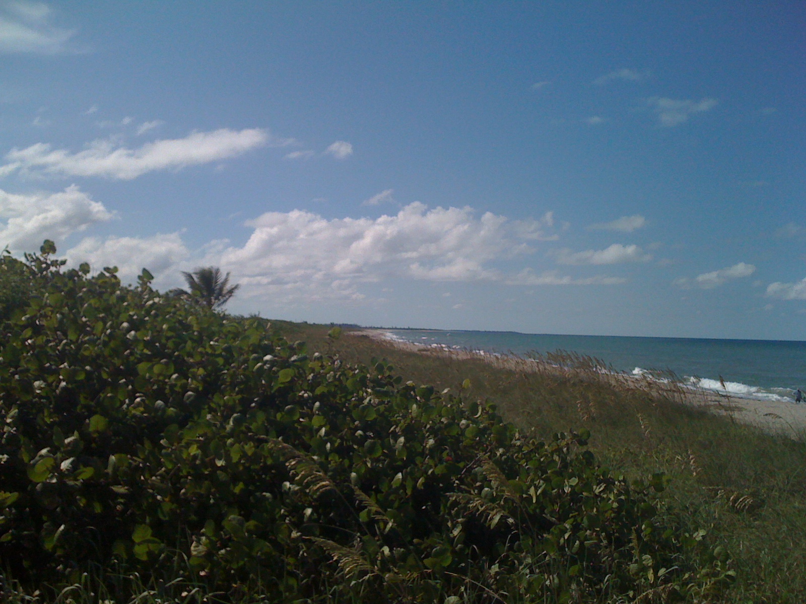 Sea oats and dune vegetation in front of a wide sandy beach and blue ocean.