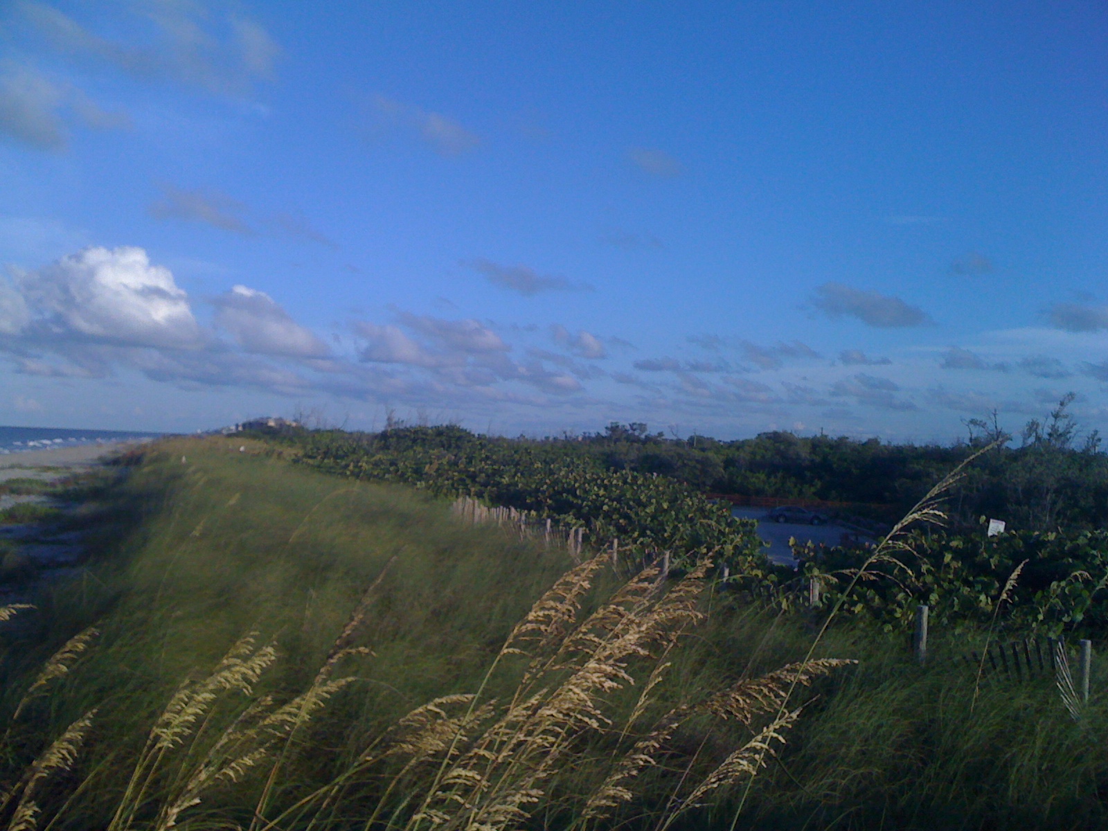 Sea oats on sandy dunes with the ocean and distant shoreline beyond.