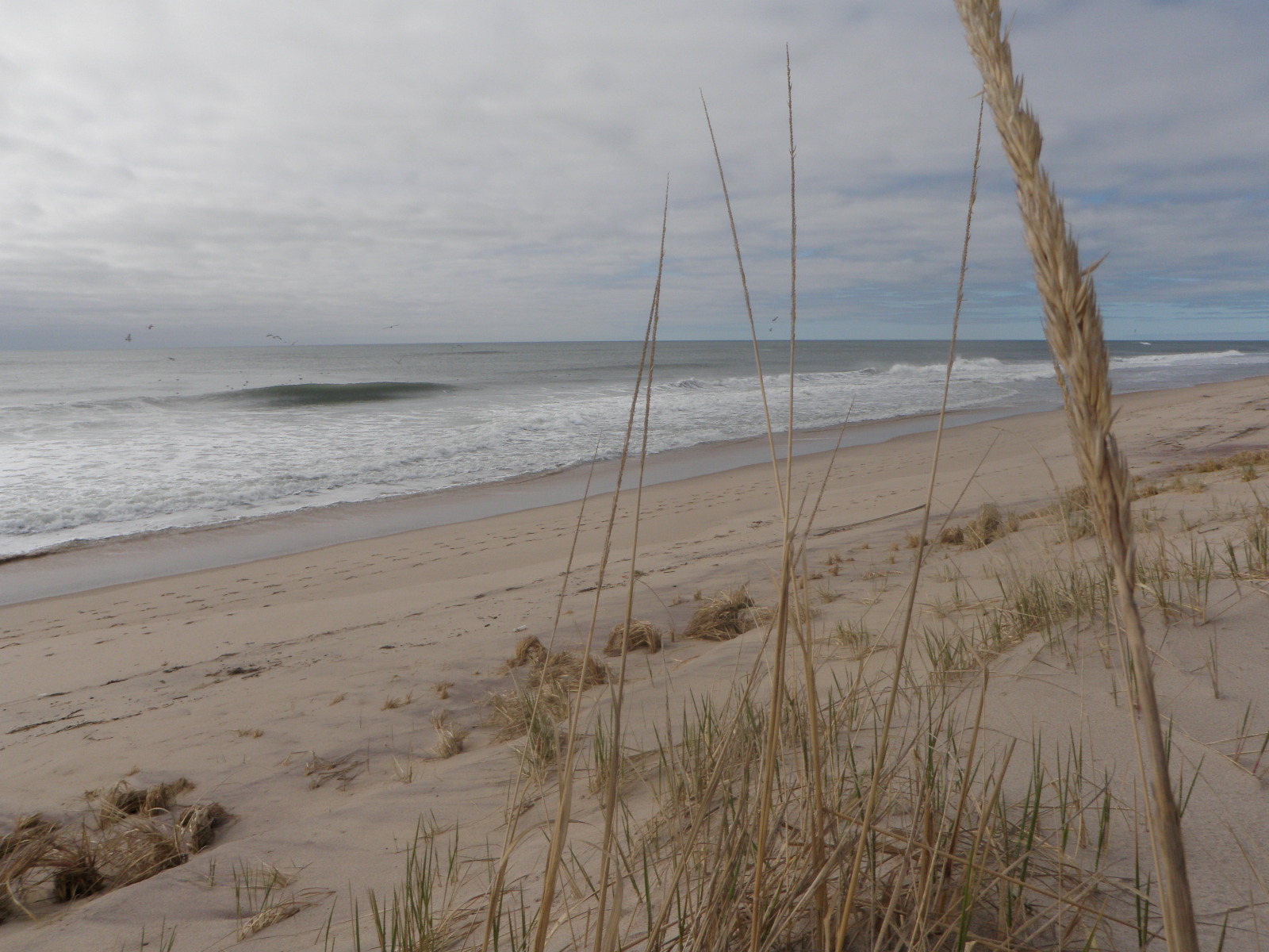 Waves rolling onto a sandy beach with dune grass in the foreground under a cloudy sky.