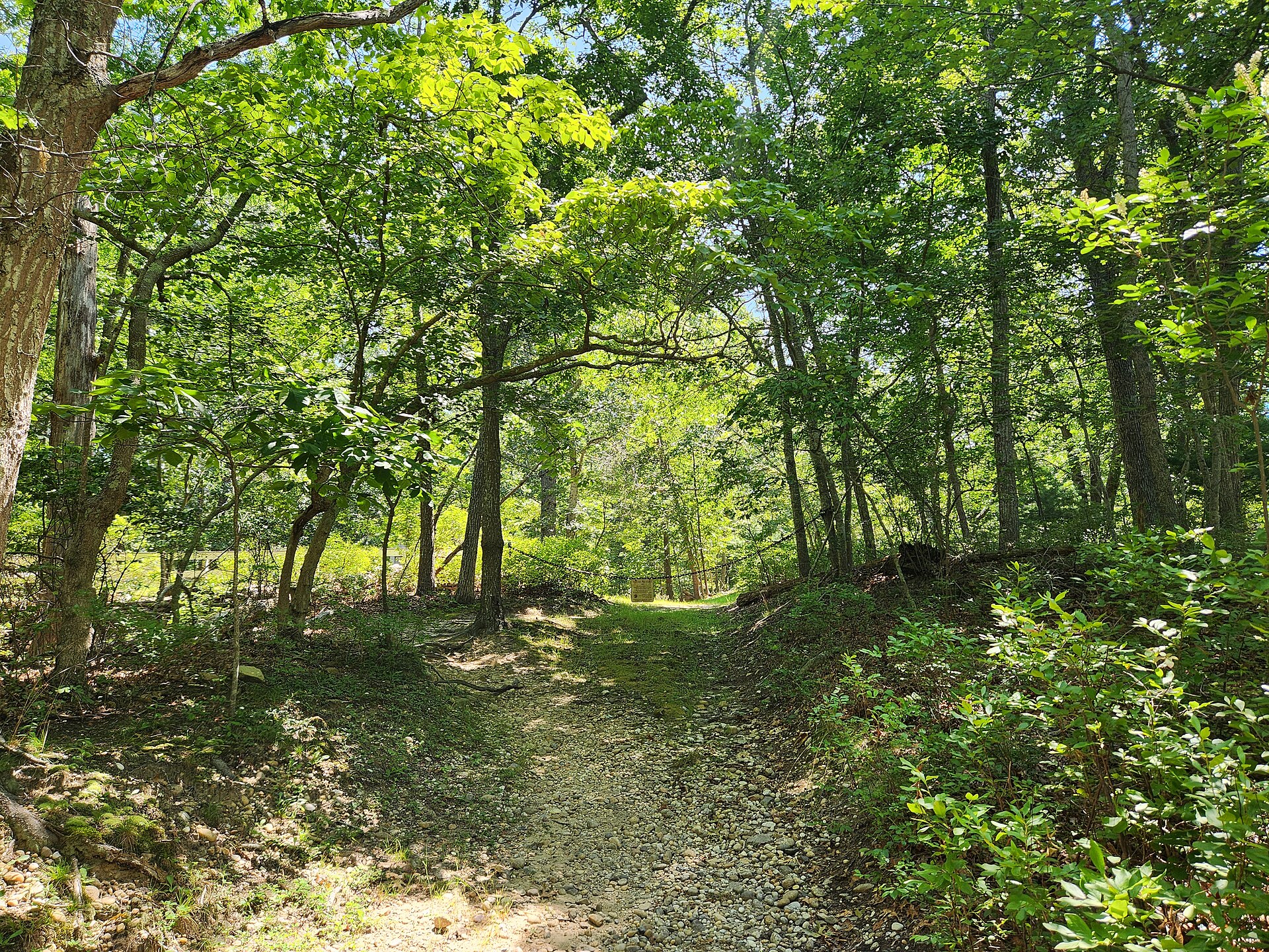 Dense green woods along a trail in Northwest Harbor