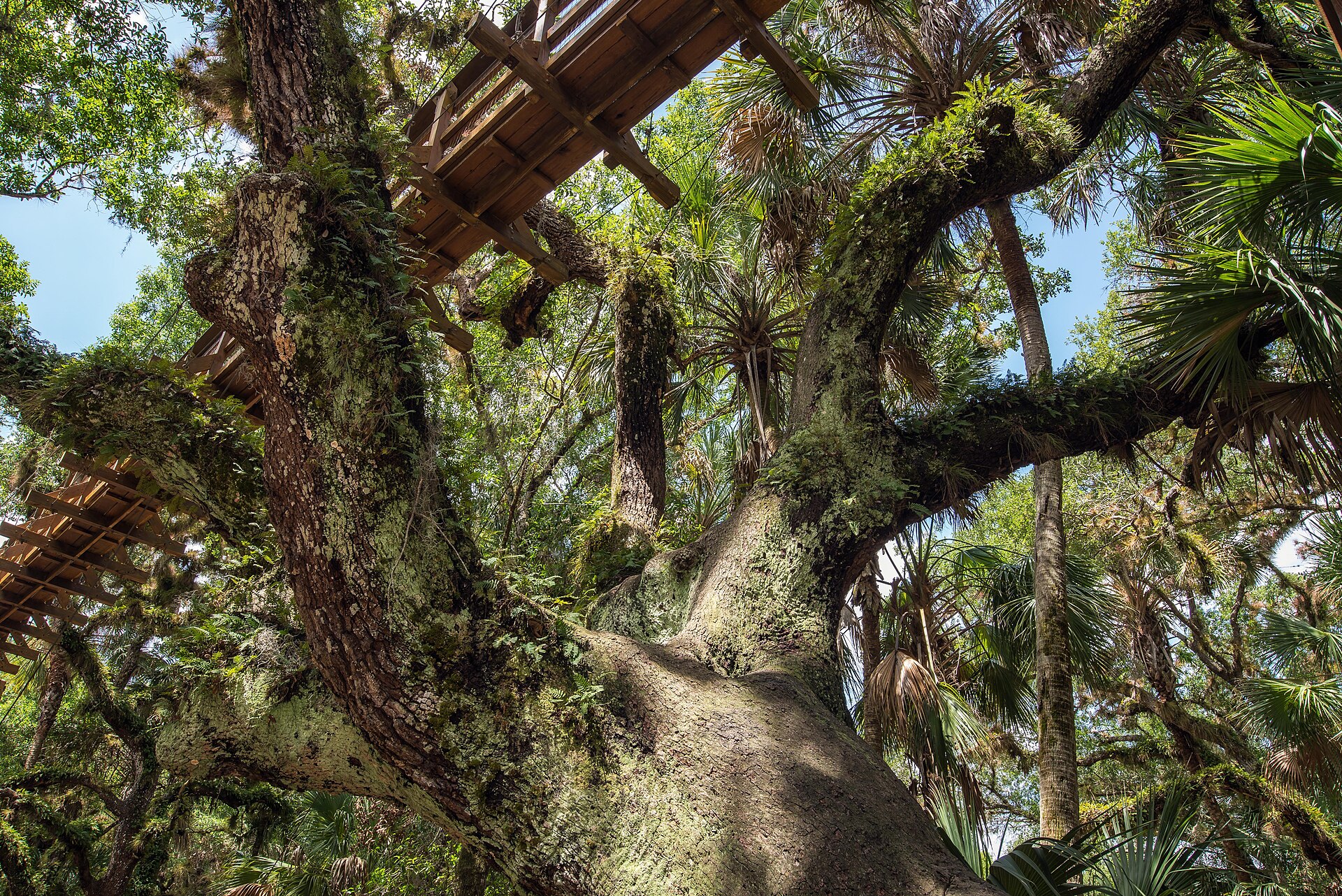The canopy walk through the oaks at Myakka River State Park, near Old Miakka.