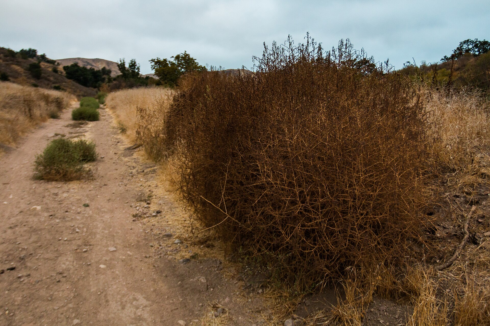Hiking trail through Las Virgenes Canyon near Bell Canyon