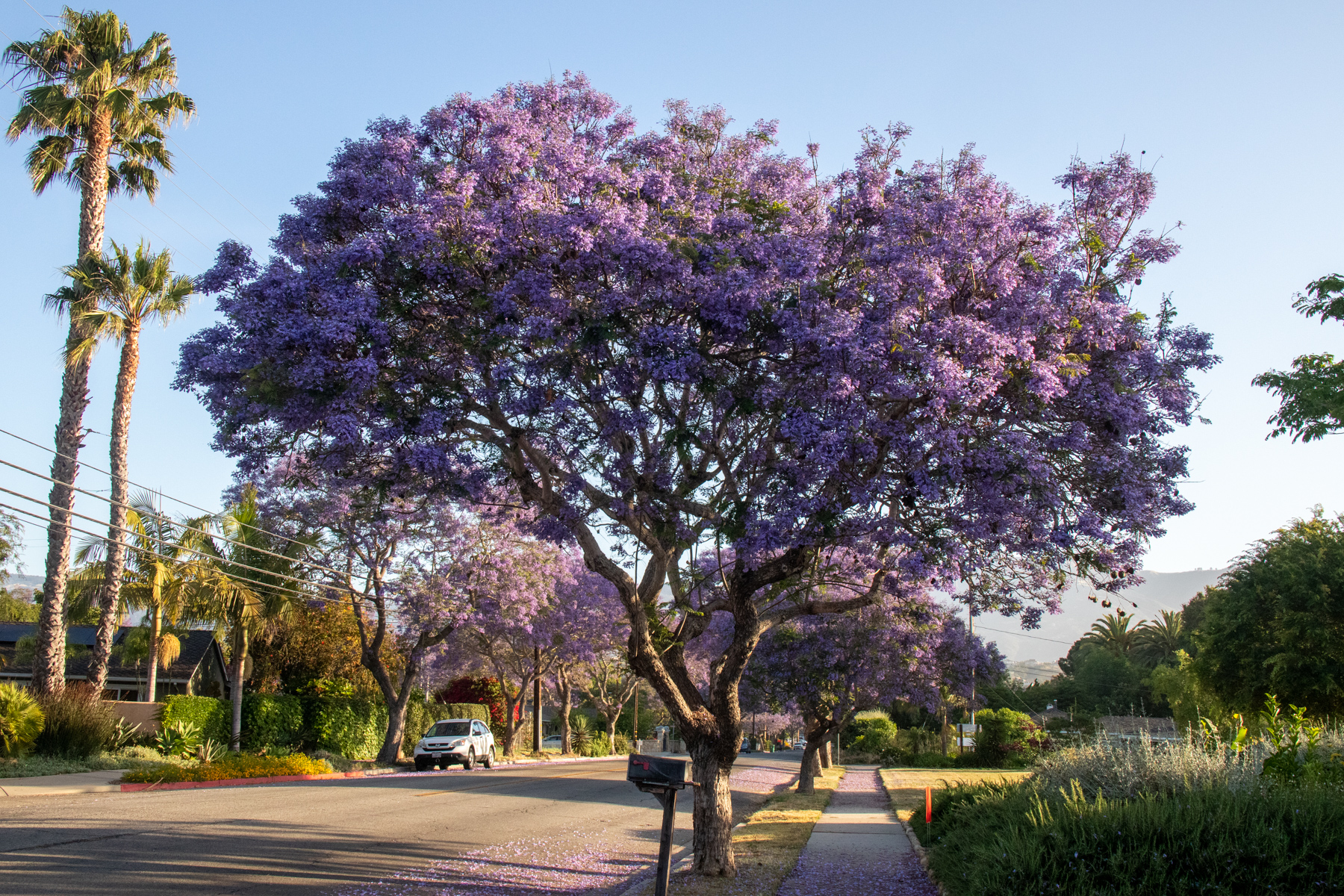 Jacaranda tree in full bloom in the Goleta area