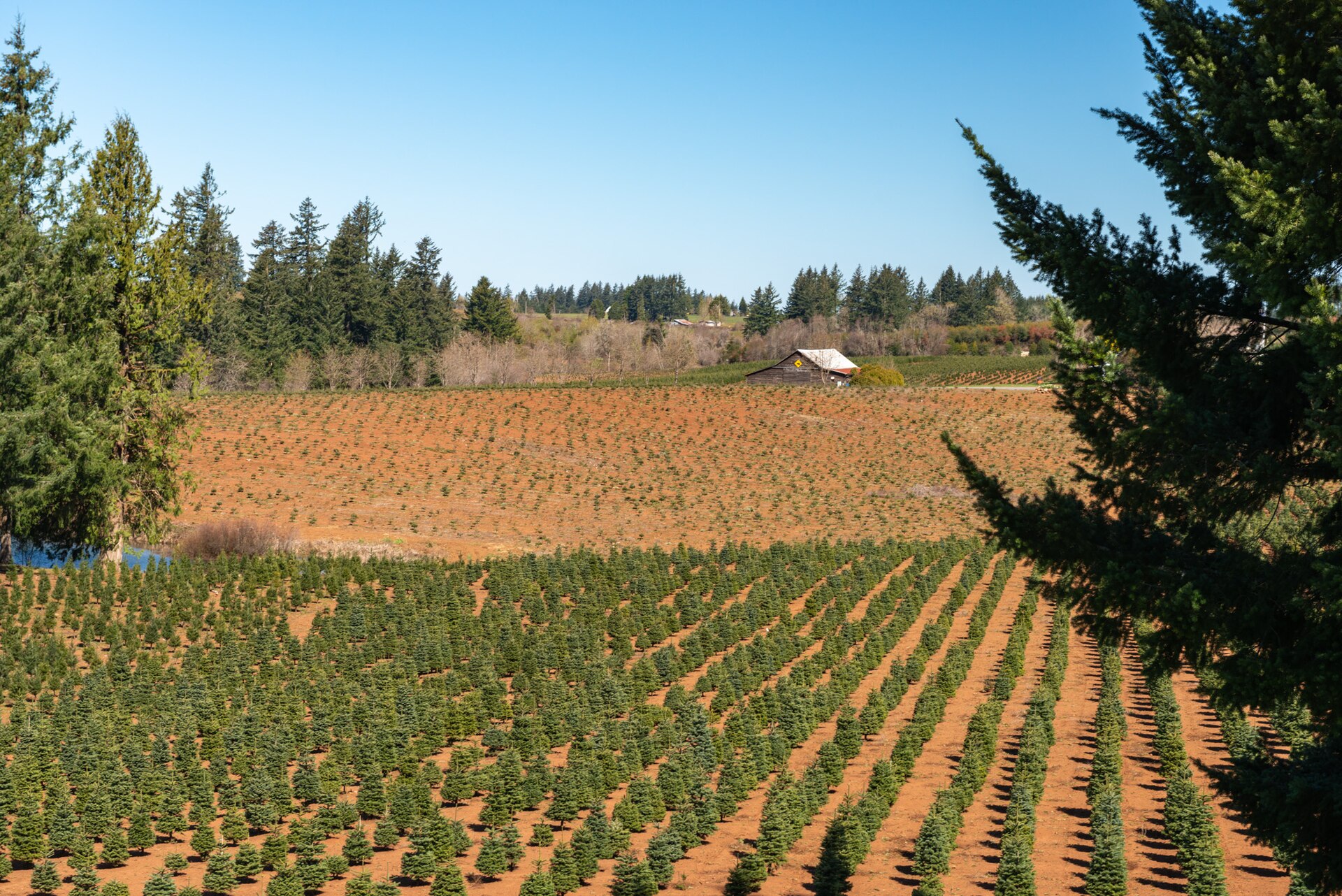 Rows of young Christmas trees on a farm near Beavercreek, Oregon