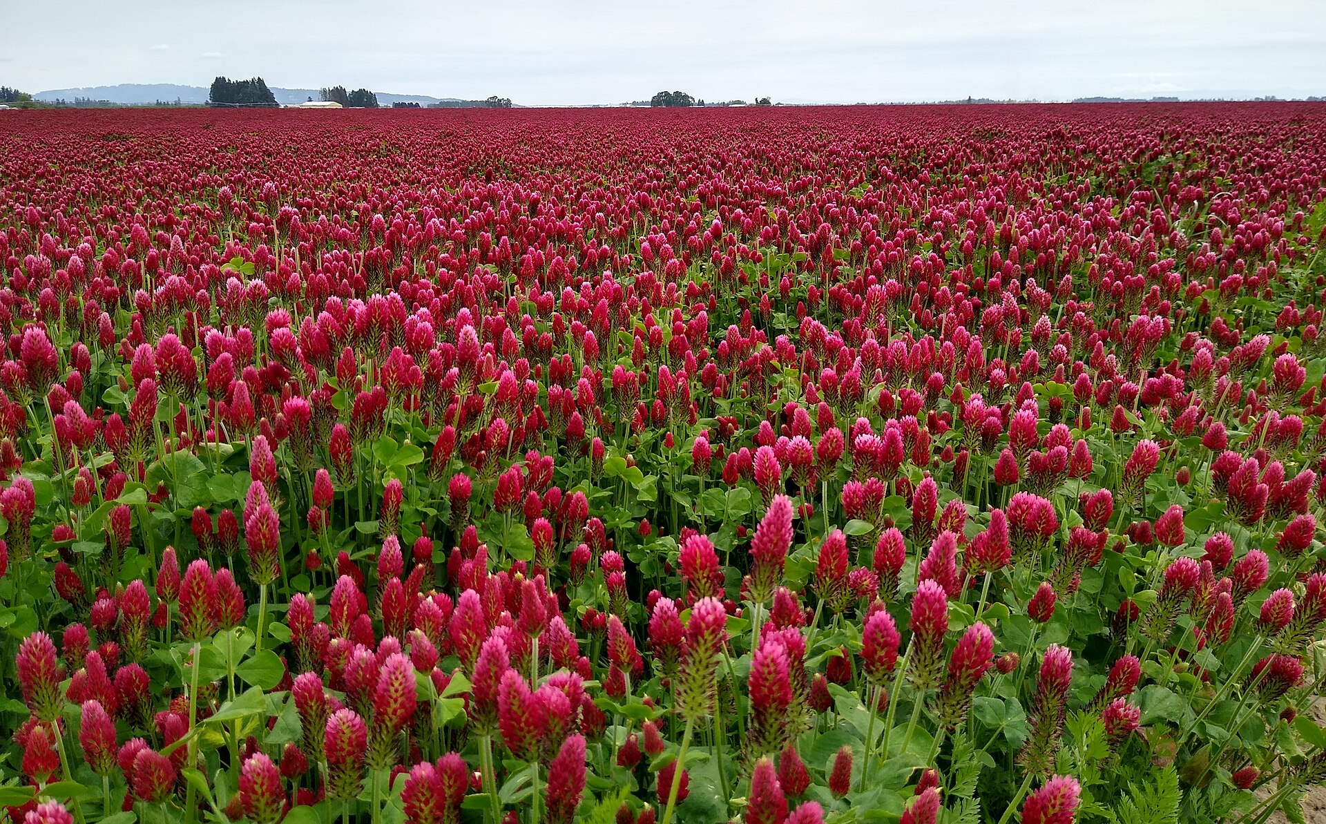 A field of crimson clover in bloom on a St. Paul farm