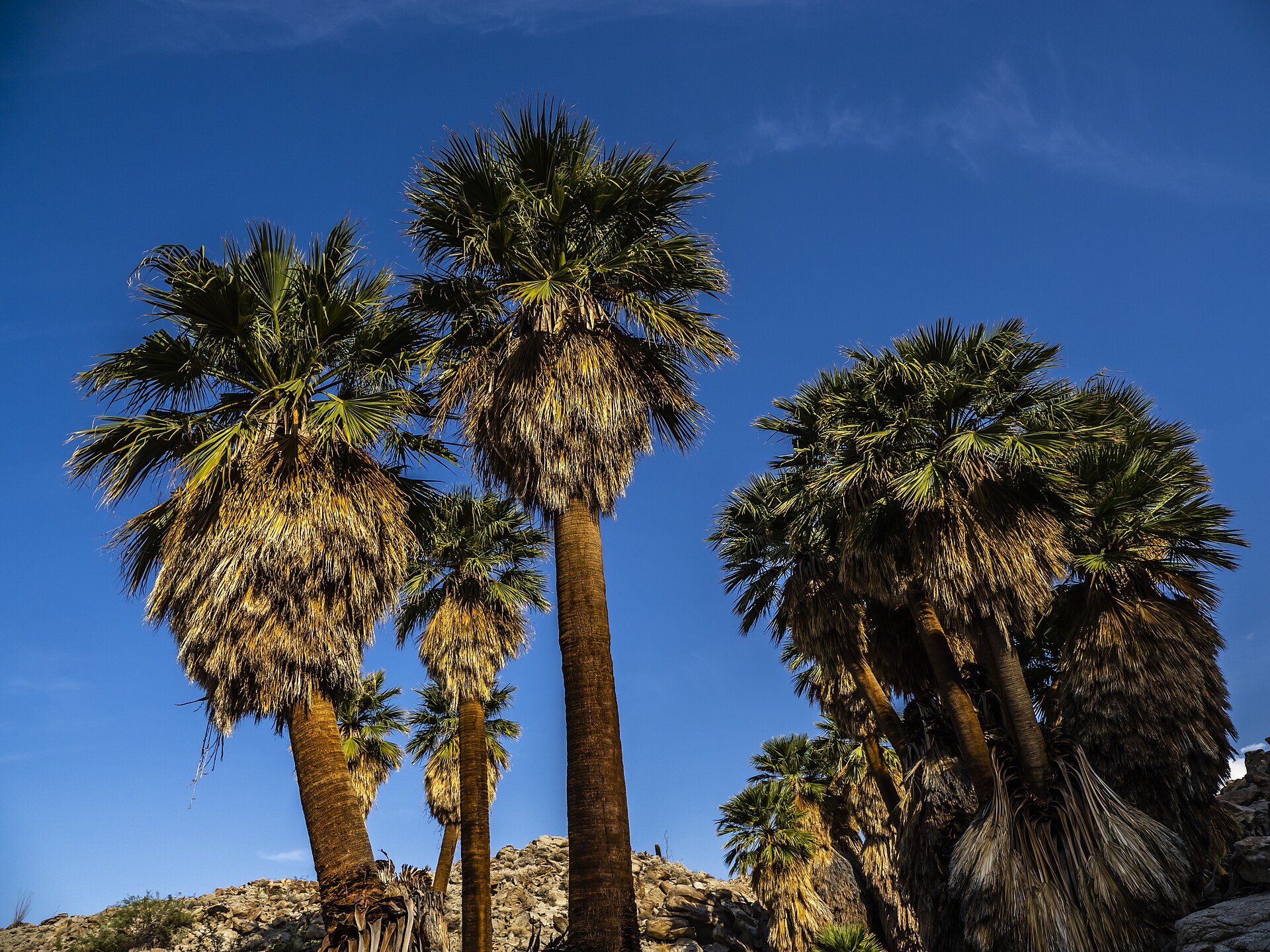 California fan palms at a desert oasis near Desert Palms