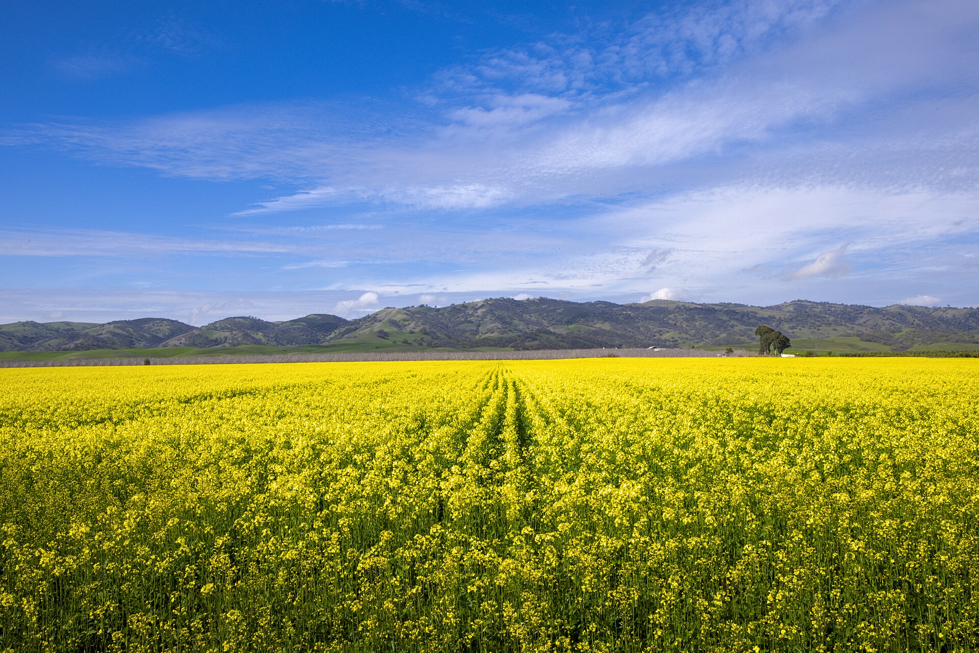 Blooming mustard field in the farmland around Allendale