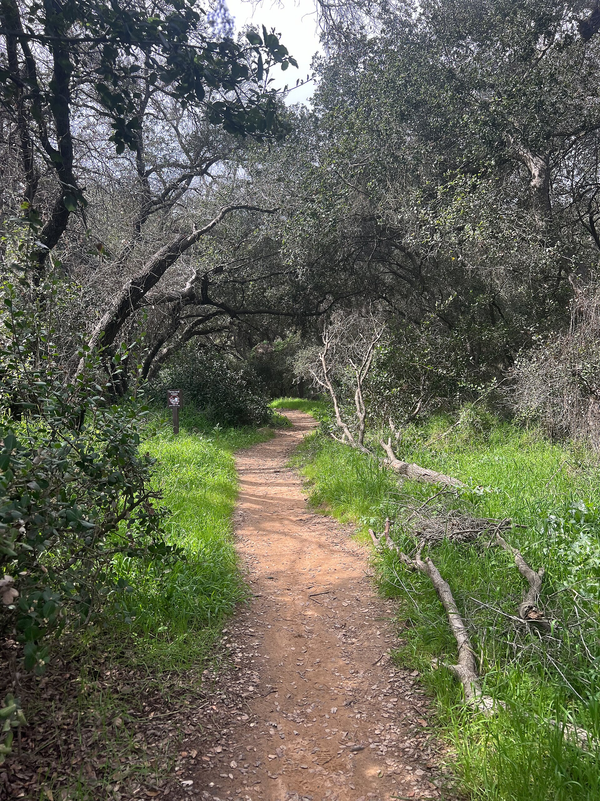 Trail through coast live oaks in the Elfin Forest Recreational Reserve