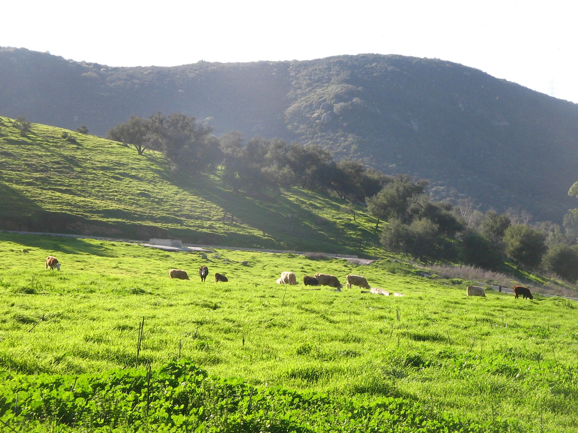 Rural road through Harmony Grove