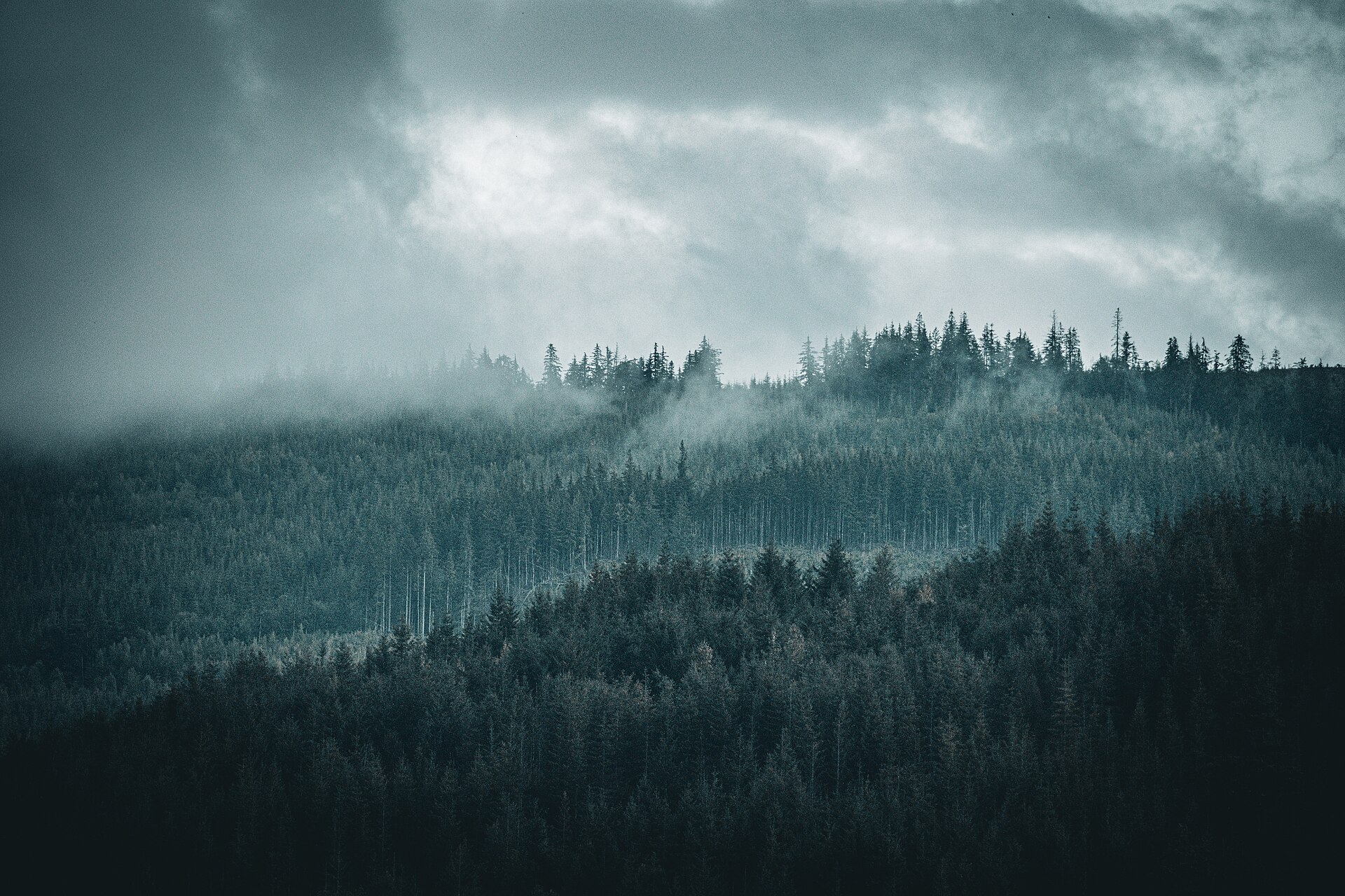 Forested ridgeline near the South Fork of the Nooksack River in Acme