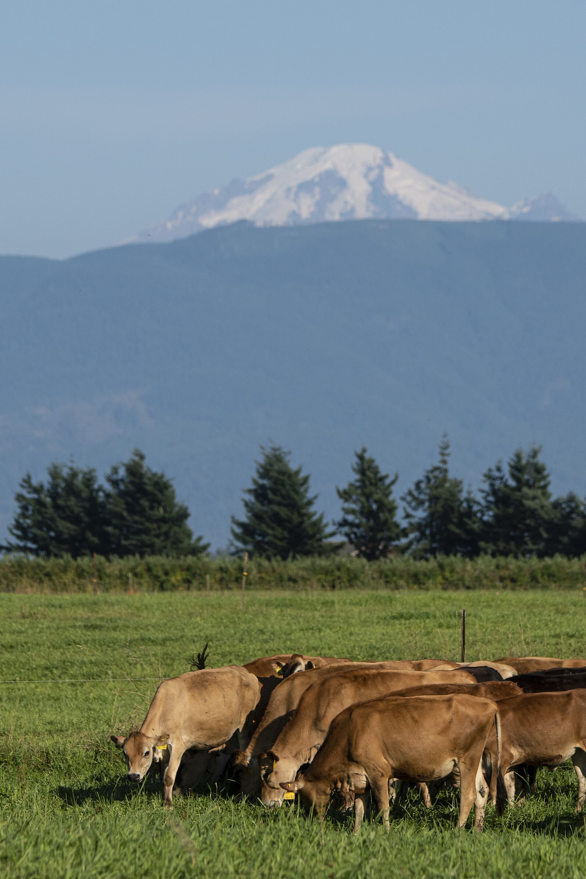 Cattle grazing in a green field with Mount Baker visible in the distance near Lynden Washington.
