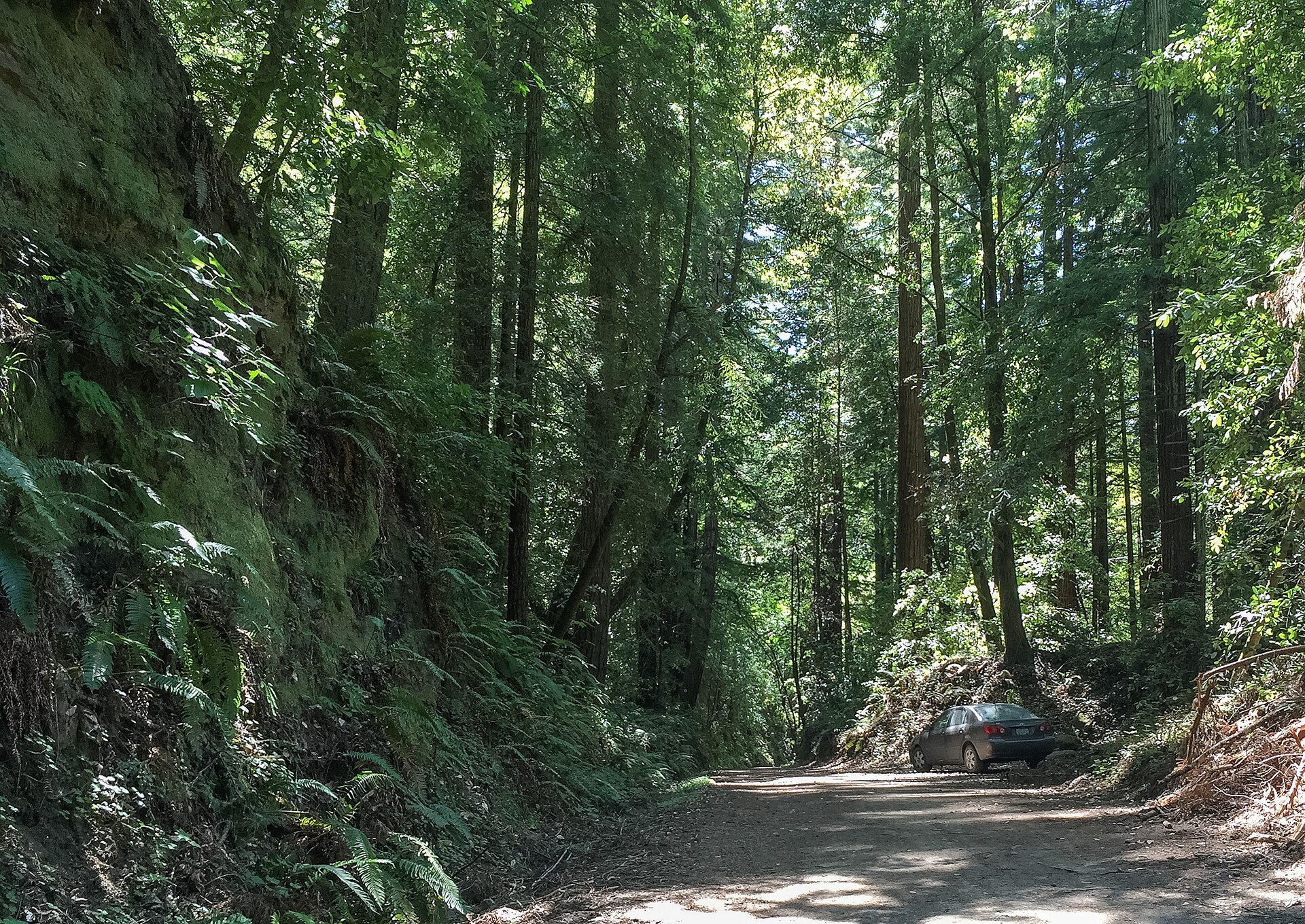 Aptos Creek Trail through the redwoods near Day Valley