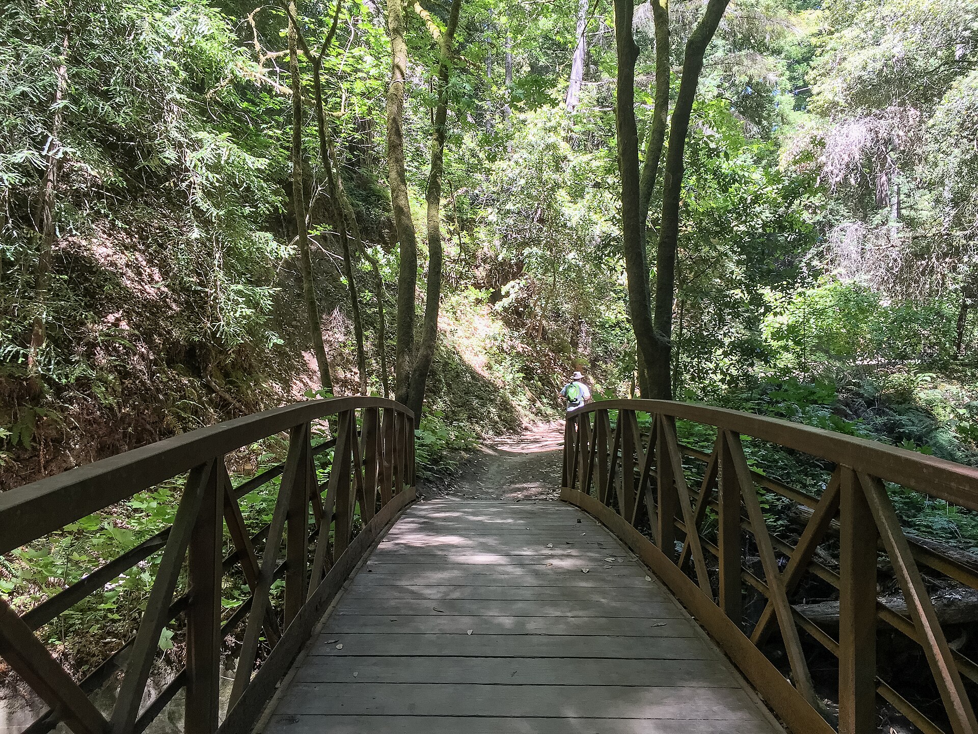 Fern-lined stretch of the Aptos Creek Trail near Day Valley