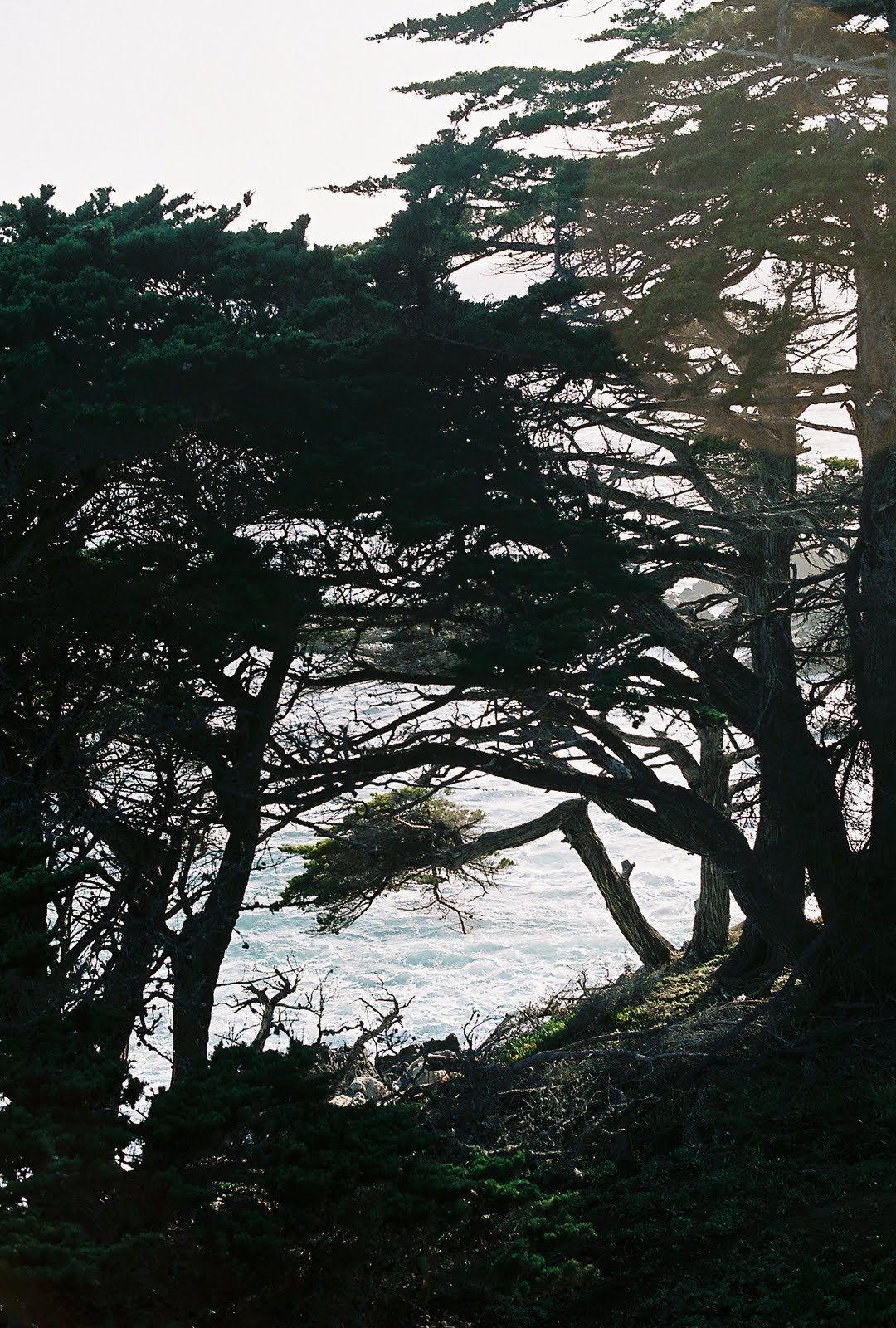 Monterey cypress framing the ocean in Del Monte Forest at Pebble Beach