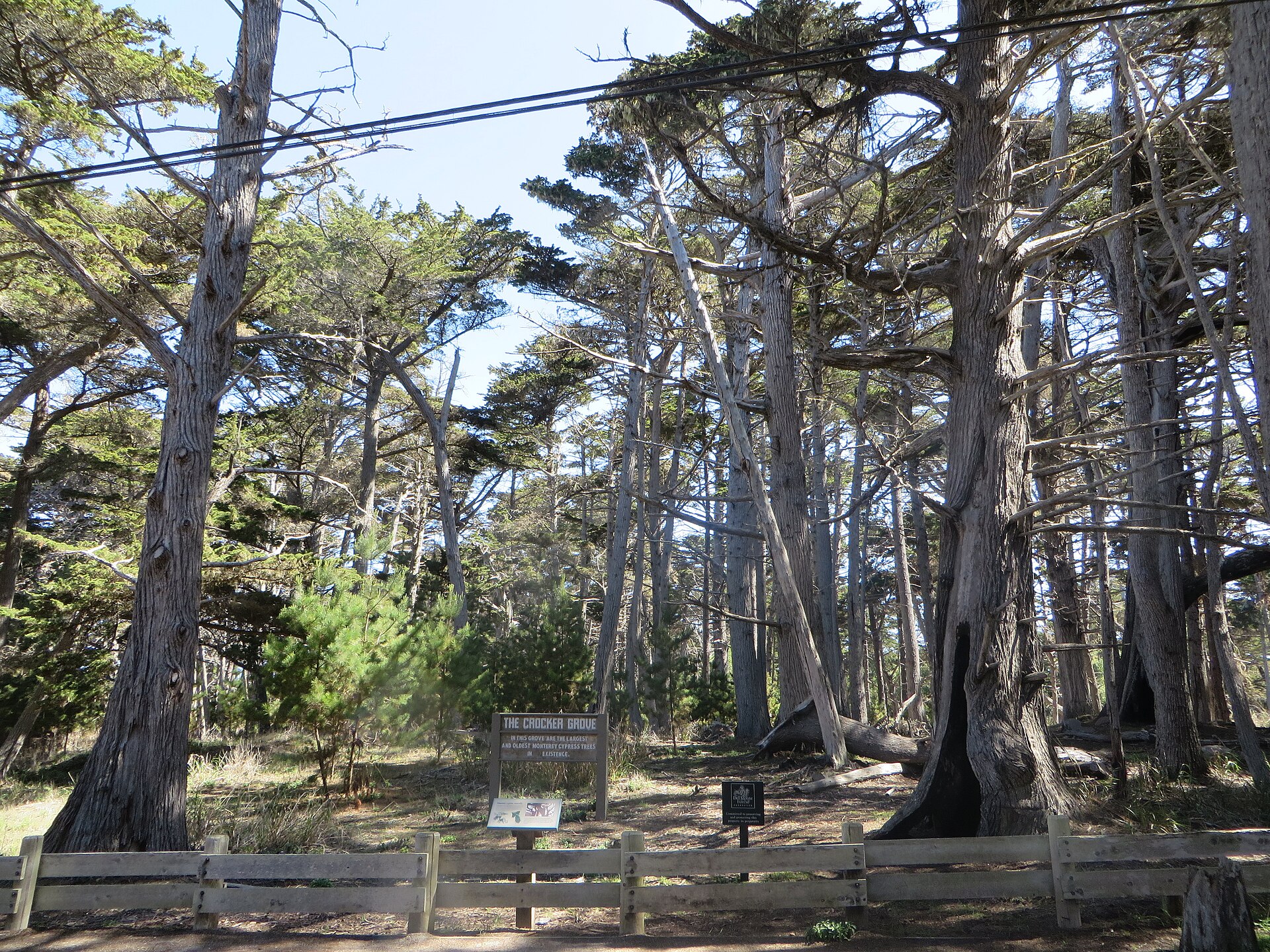 Monterey cypress grove in Del Monte Forest at Pebble Beach