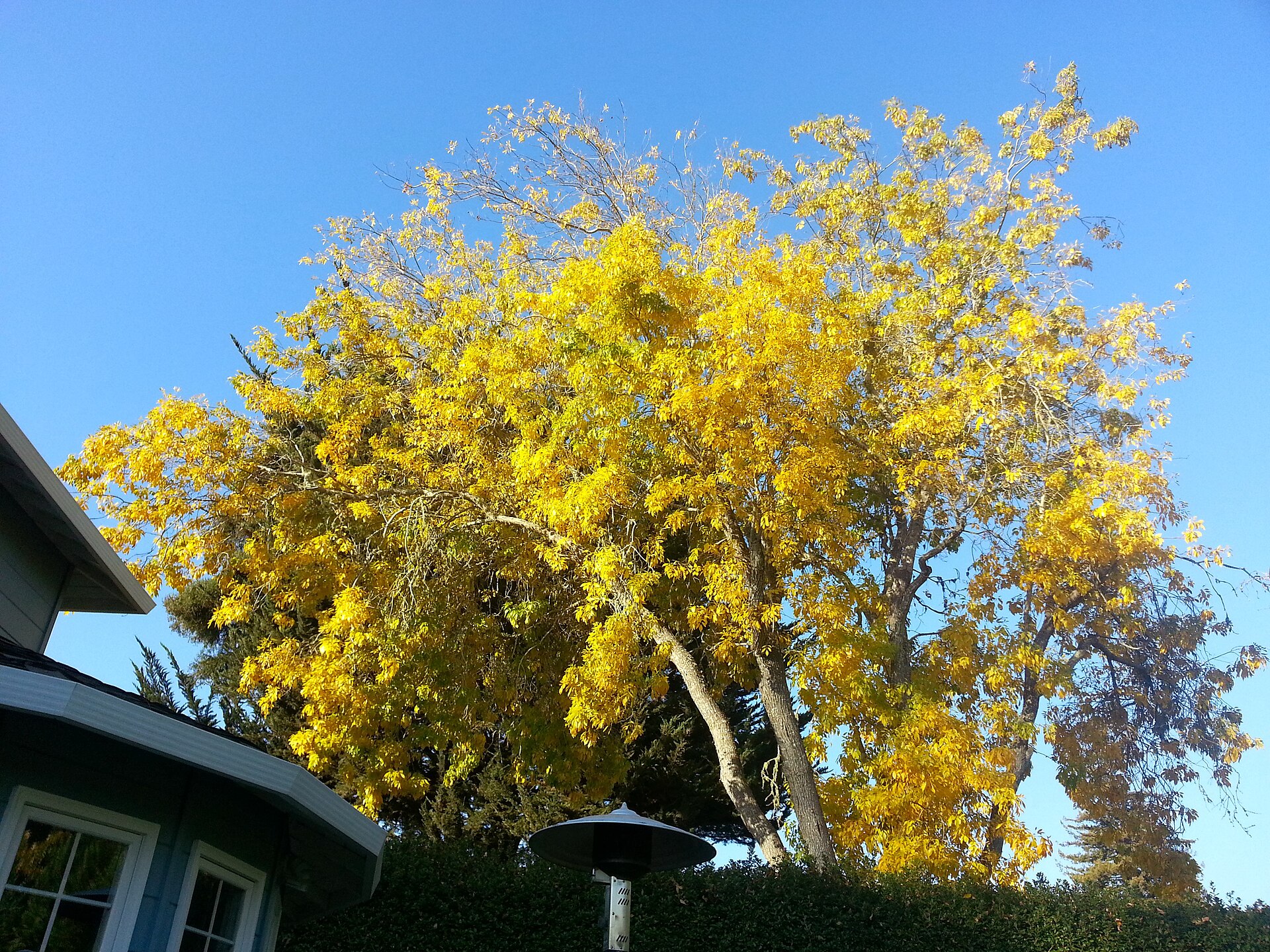 Street view in Live Oak