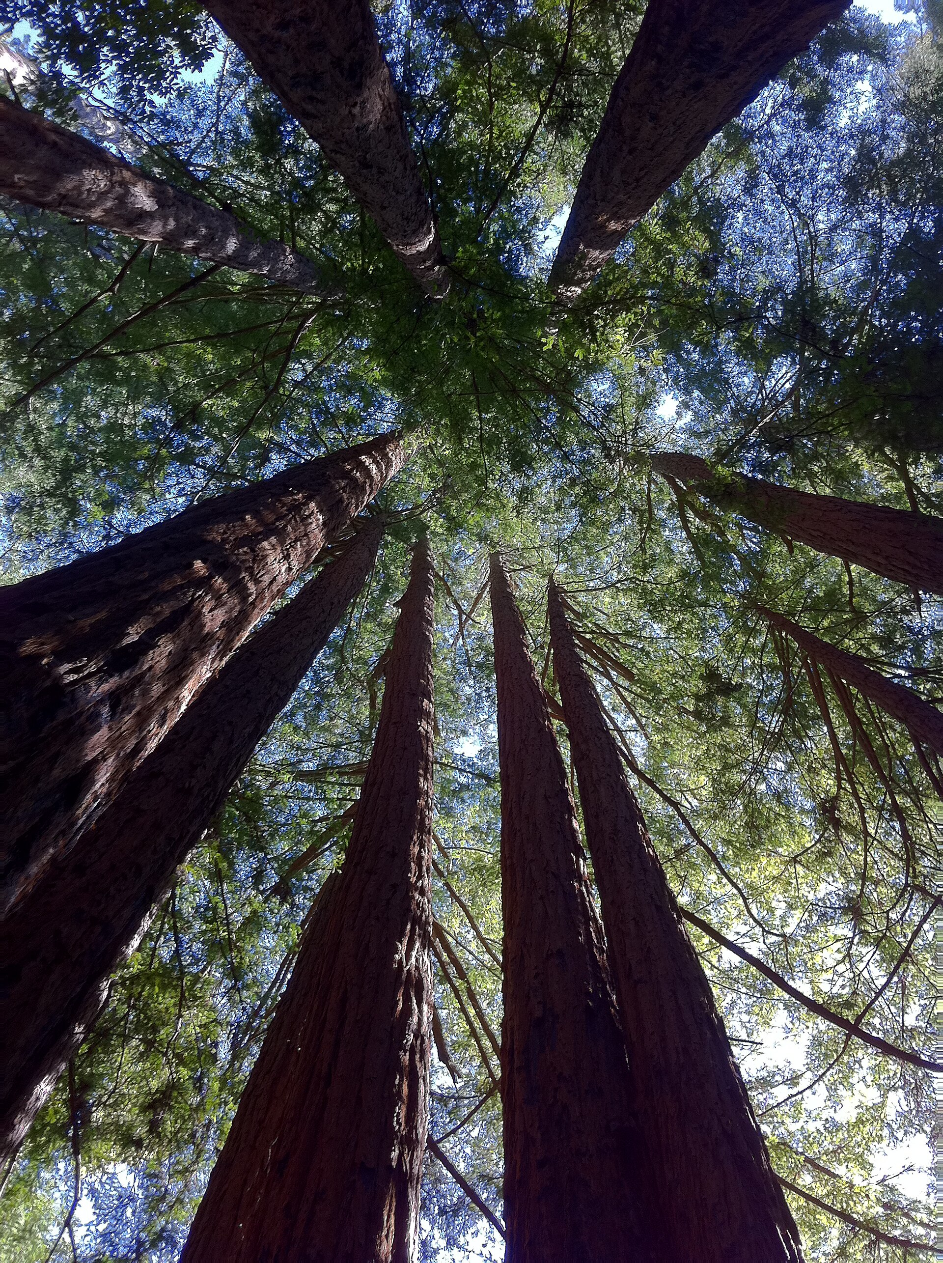 Redwoods at Memorial Park near Loma Mar