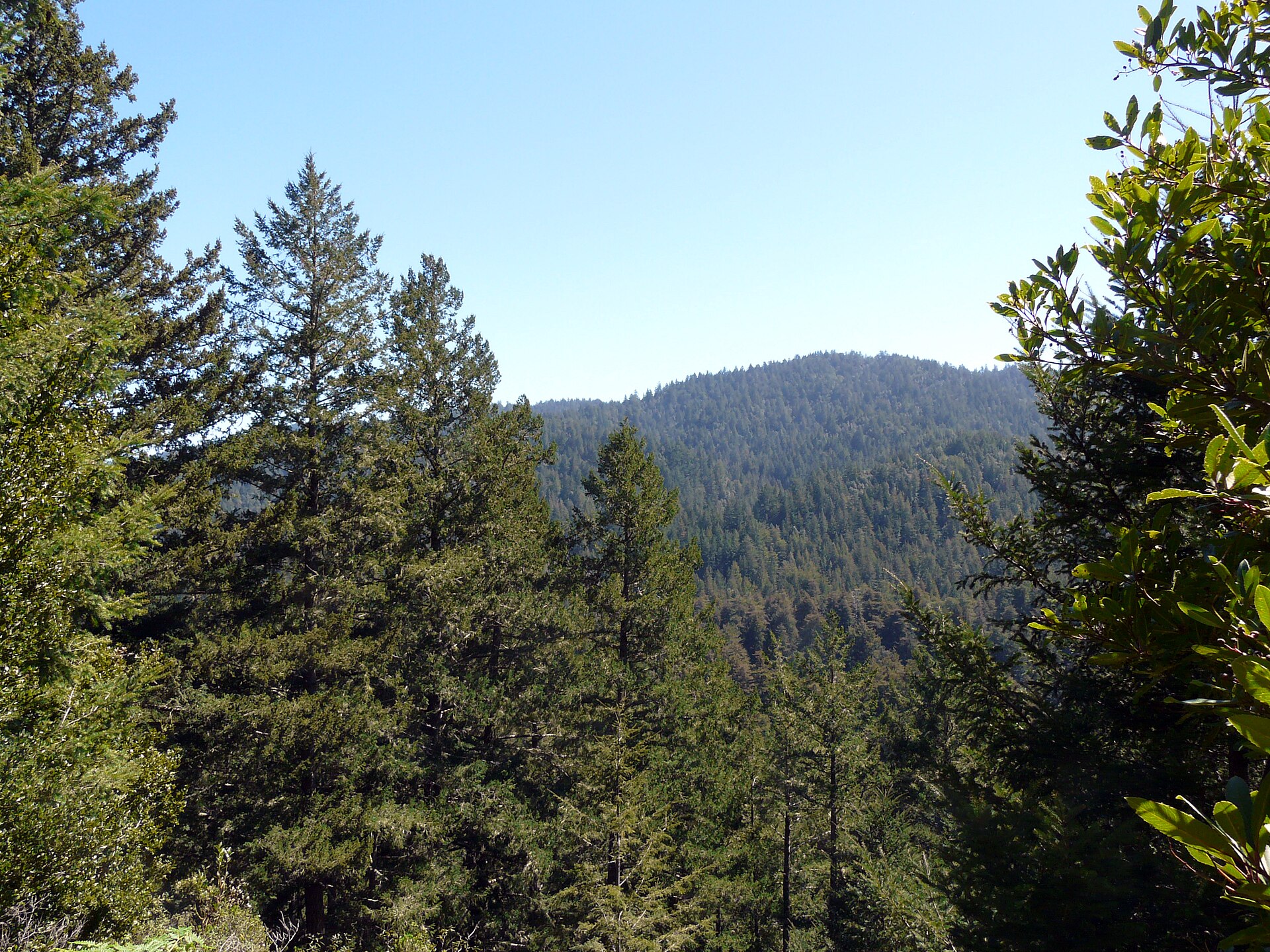 Forest trail at Memorial Park near Loma Mar