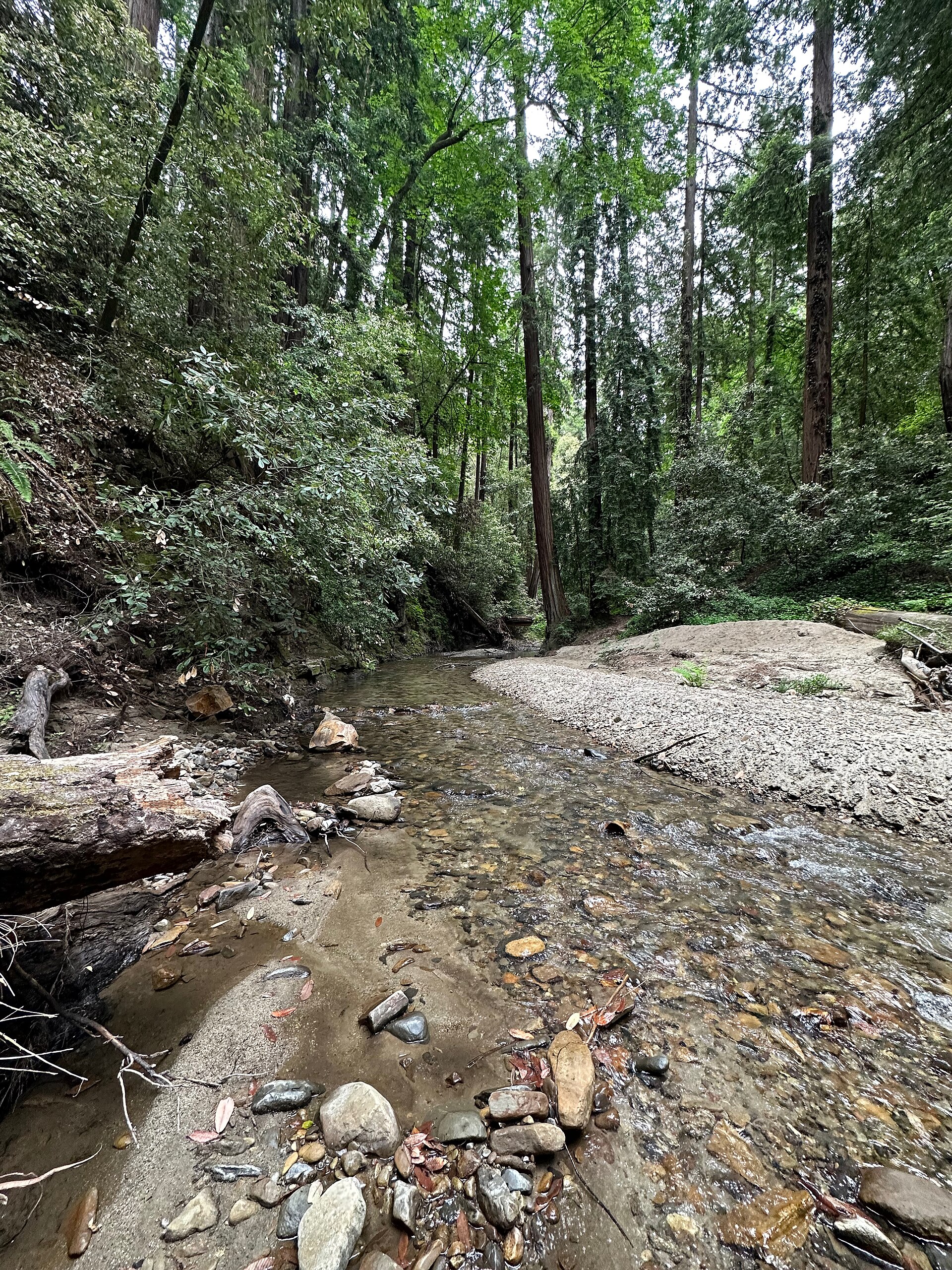 Bean Creek flowing through redwoods in Mount Hermon