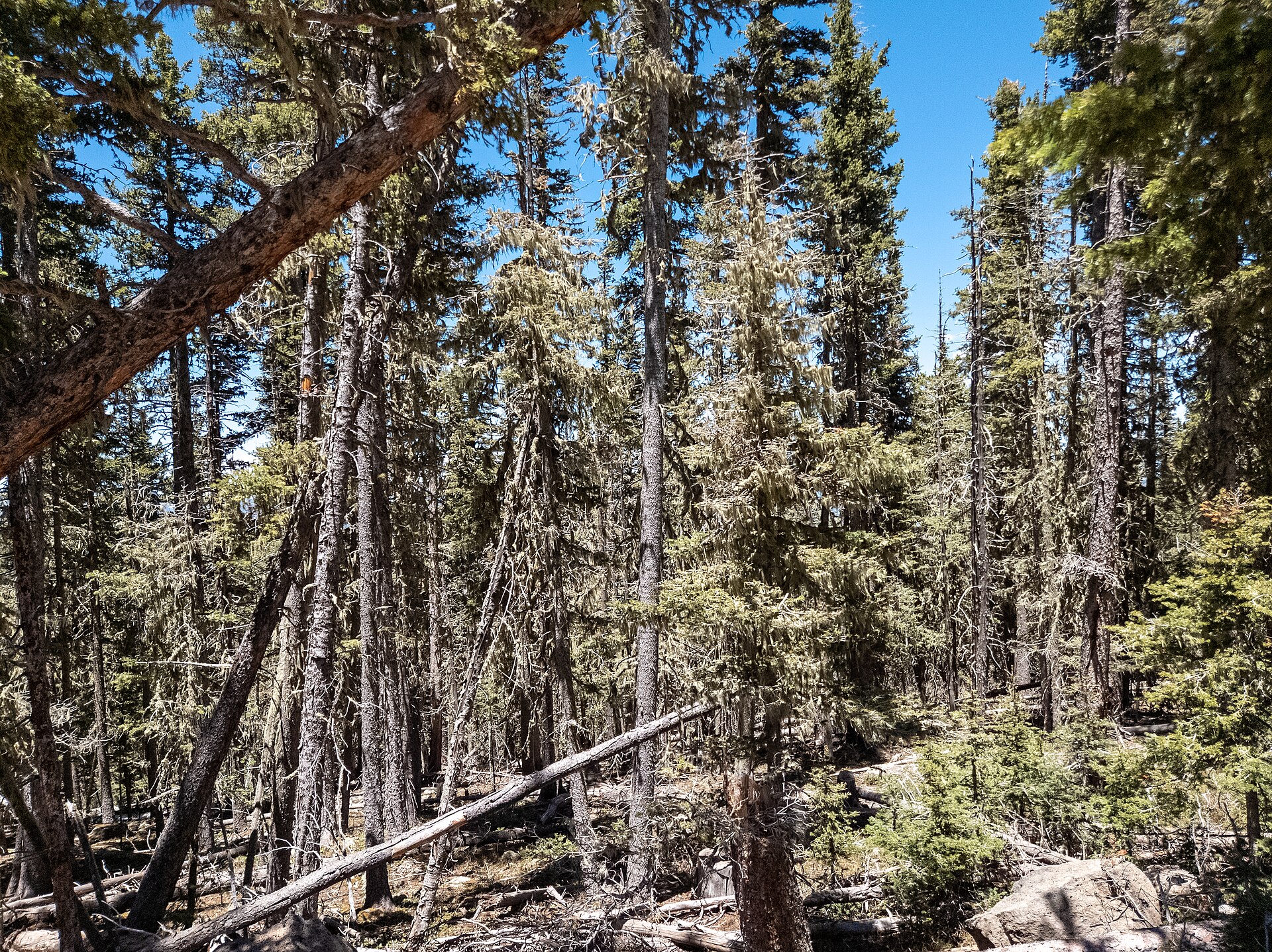 Forest in Angel Fire New Mexico