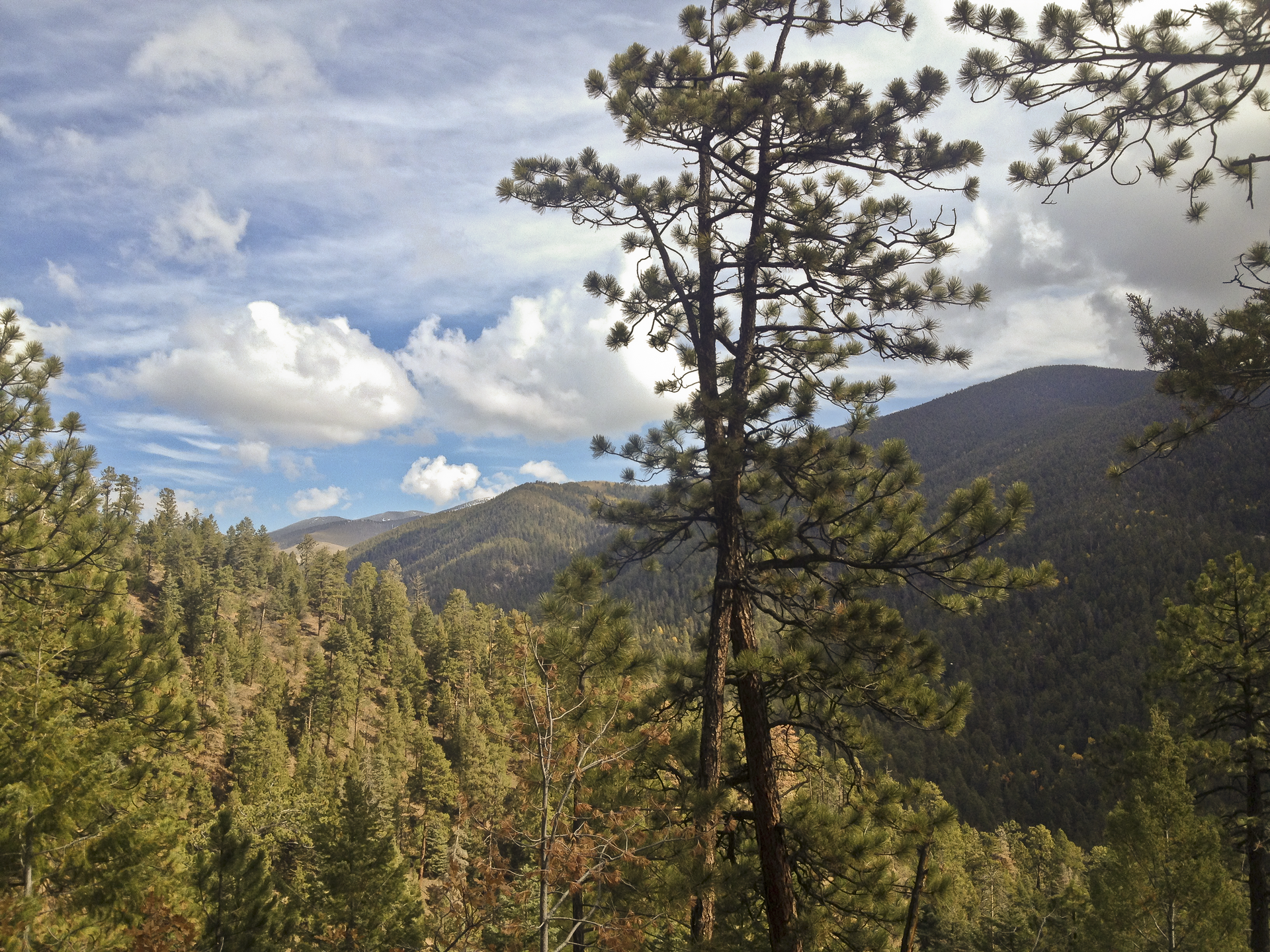Ponderosa pines and mountain slopes along the Hyde Park Trail in Hyde Memorial State Park.